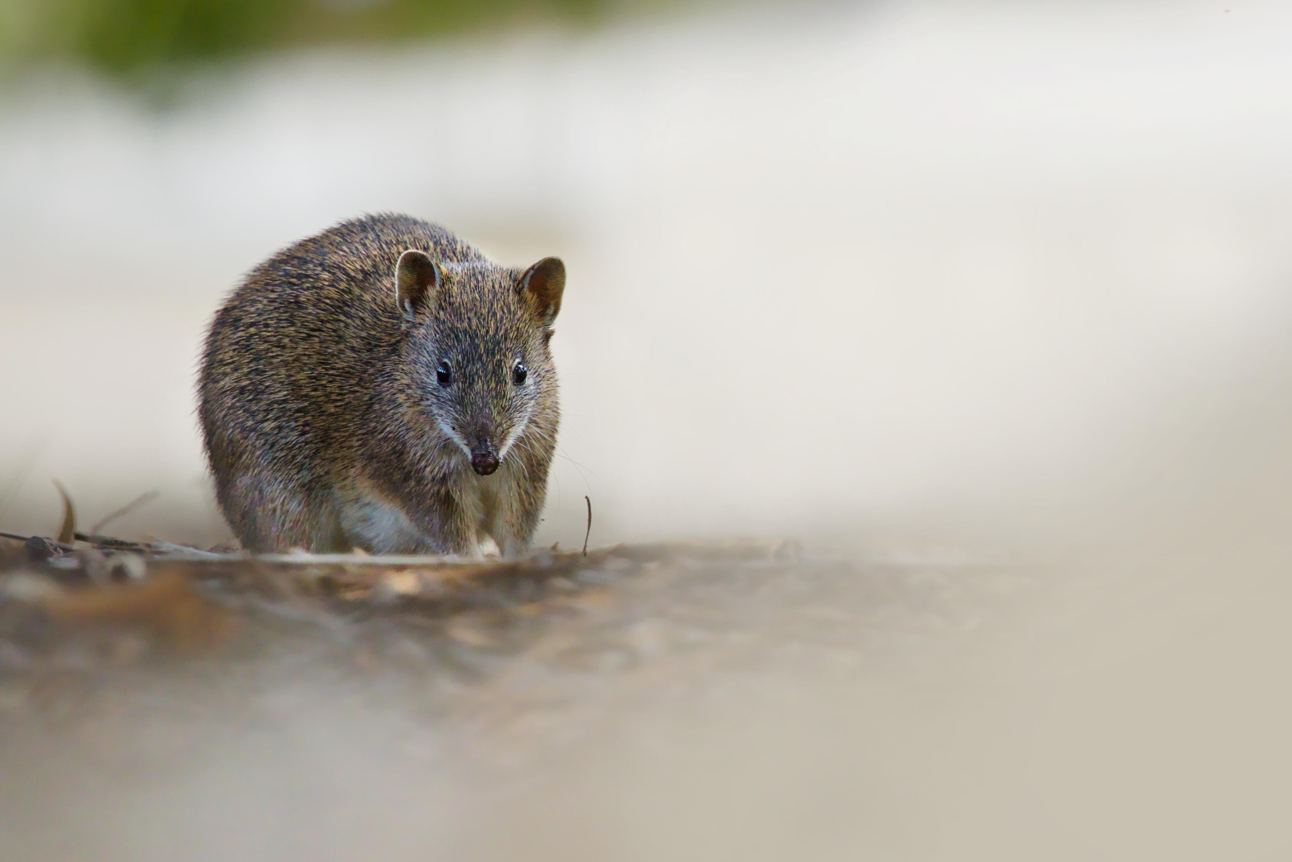 A Bandicoot standing on sandy ground, photographed low to the surface with a blurred background.