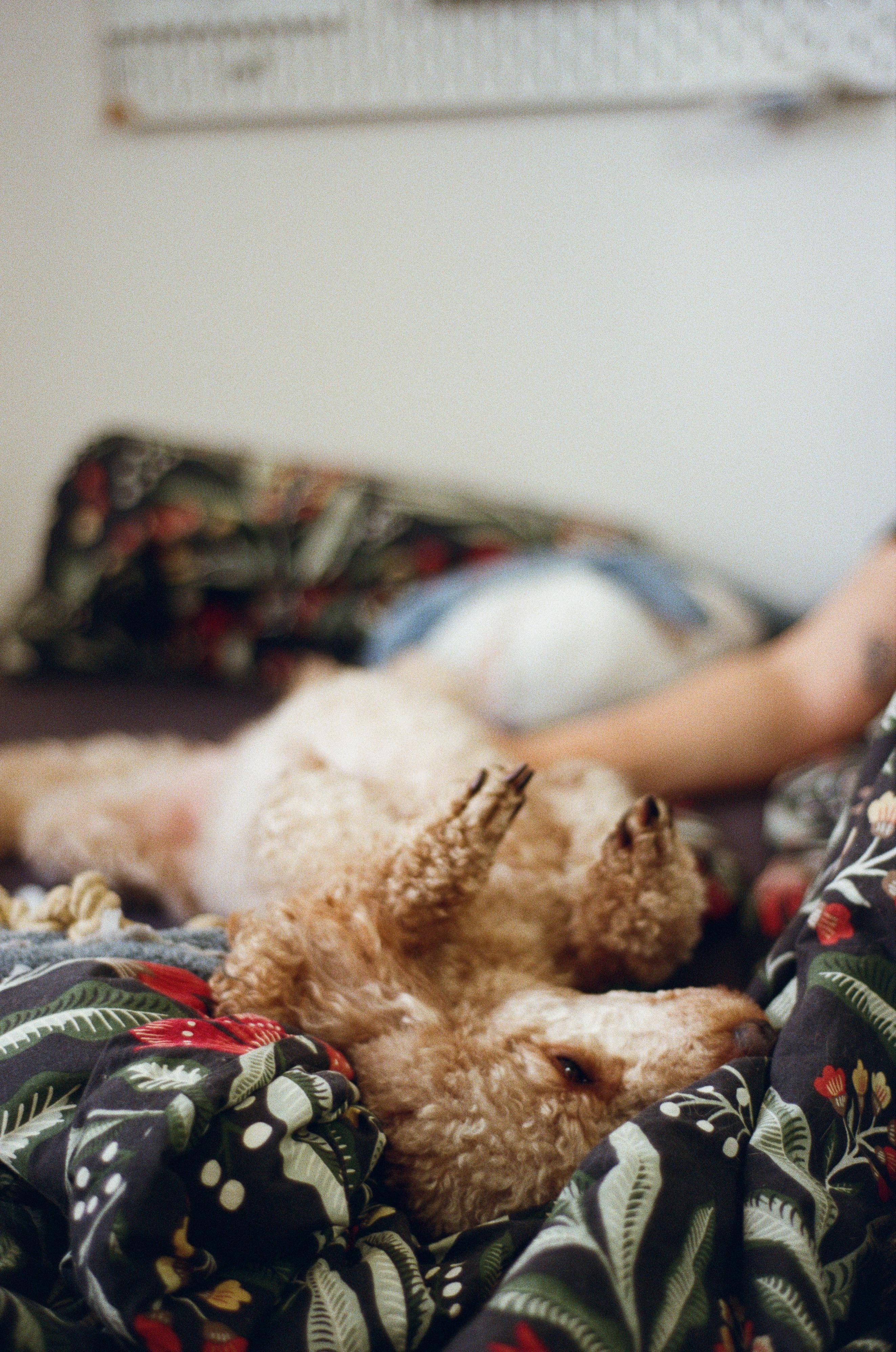 The image shows a dog lying on its back on a bed, partly covered with a floral patterned blanket. The dog's curly fur is visible, and it appears relaxed. There's also a person partly visible in the background, but the focus is primarily on the dog.