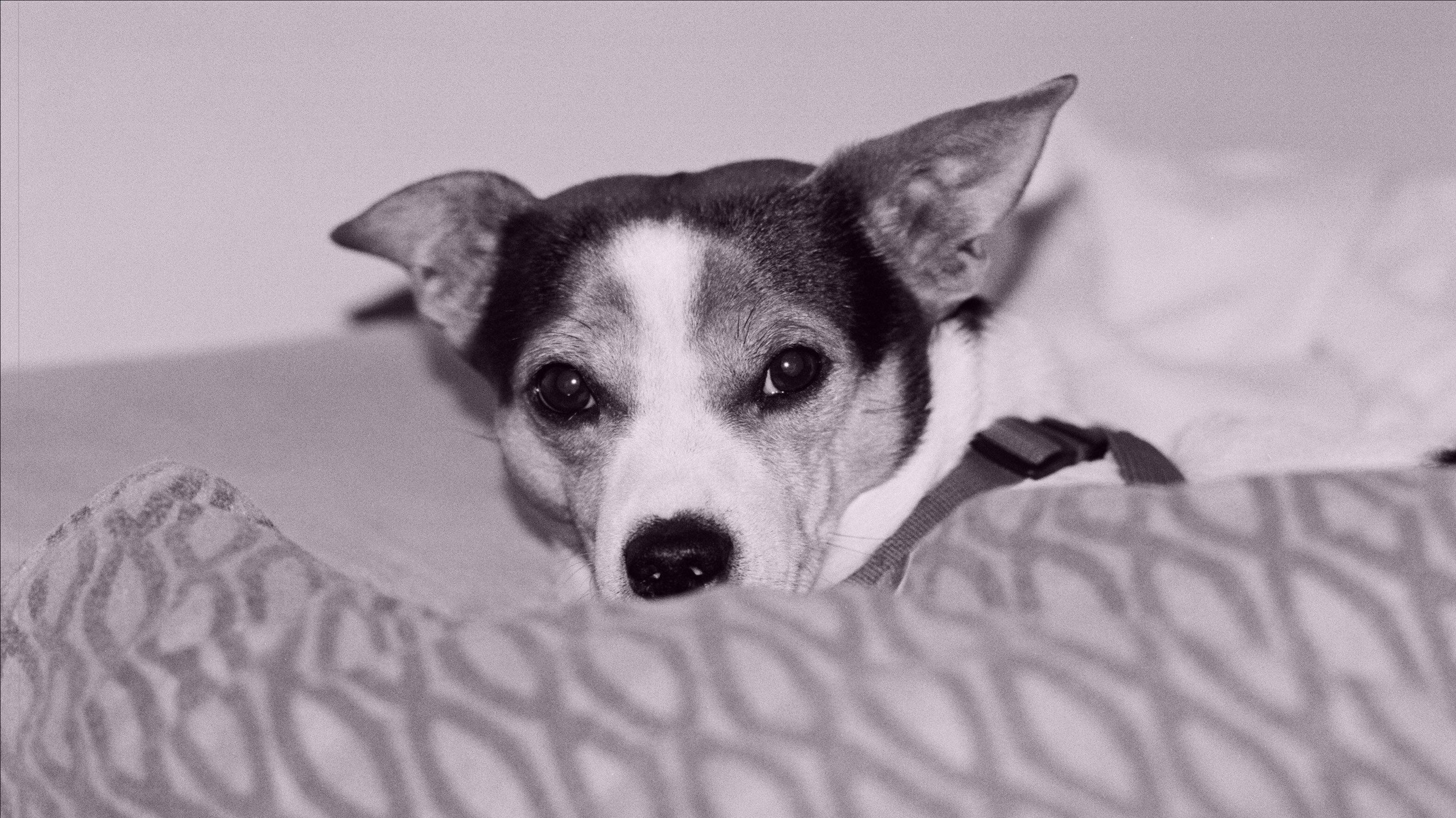 Black and white image of a small dog with upright ears, resting its head on a patterned cushion. The dog has a white face with a dark nose and a distinctive dark marking around its eyes extending over its forehead. A harness is visible on its back, and a soft, blurred background suggests a cozy setting.