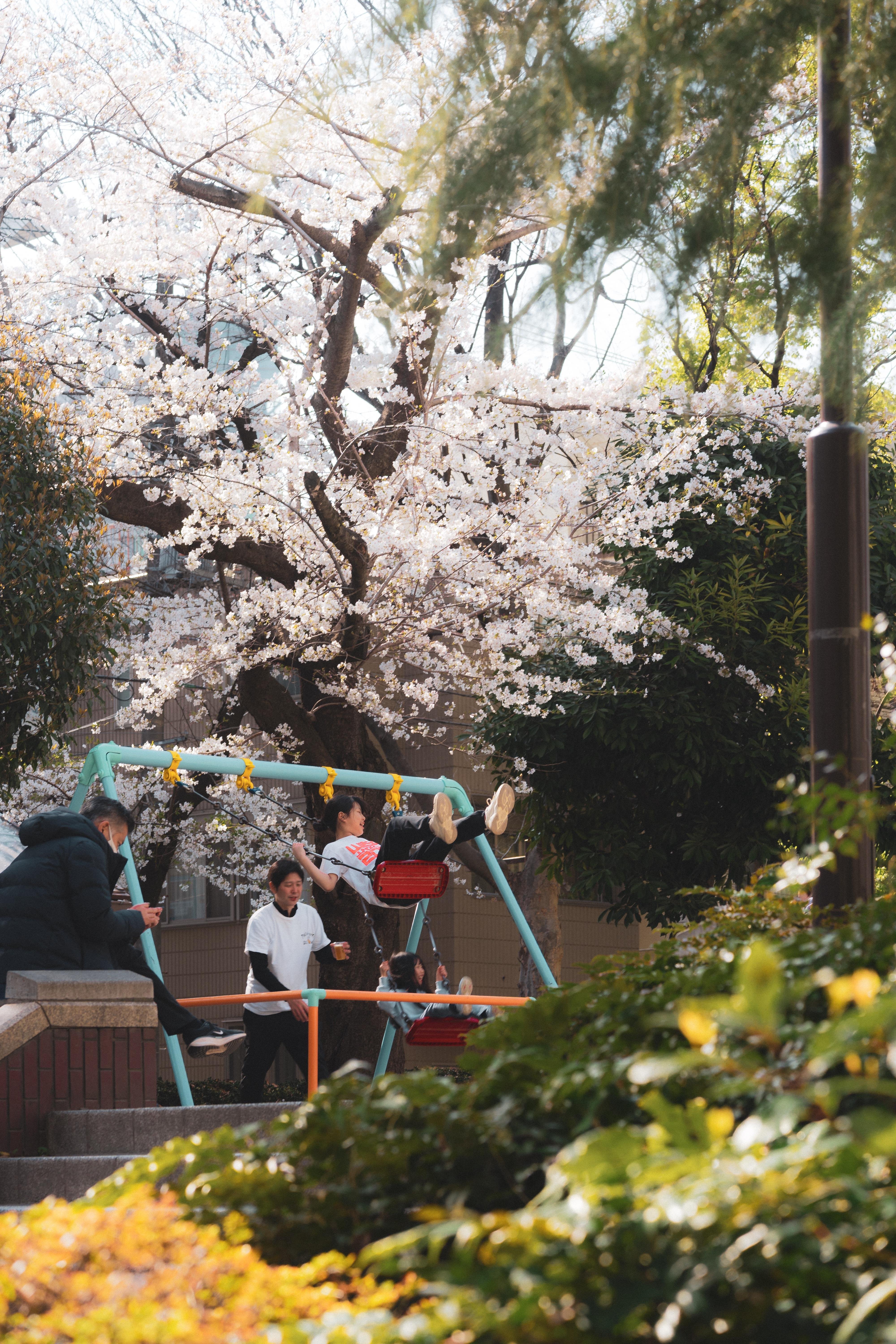 The image shows a small playground area with people, including children, on swings. In the background, there are cherry blossom trees in full bloom, indicating a spring setting. Surrounding the scene are various green bushes and trees, suggesting a park-like environment.