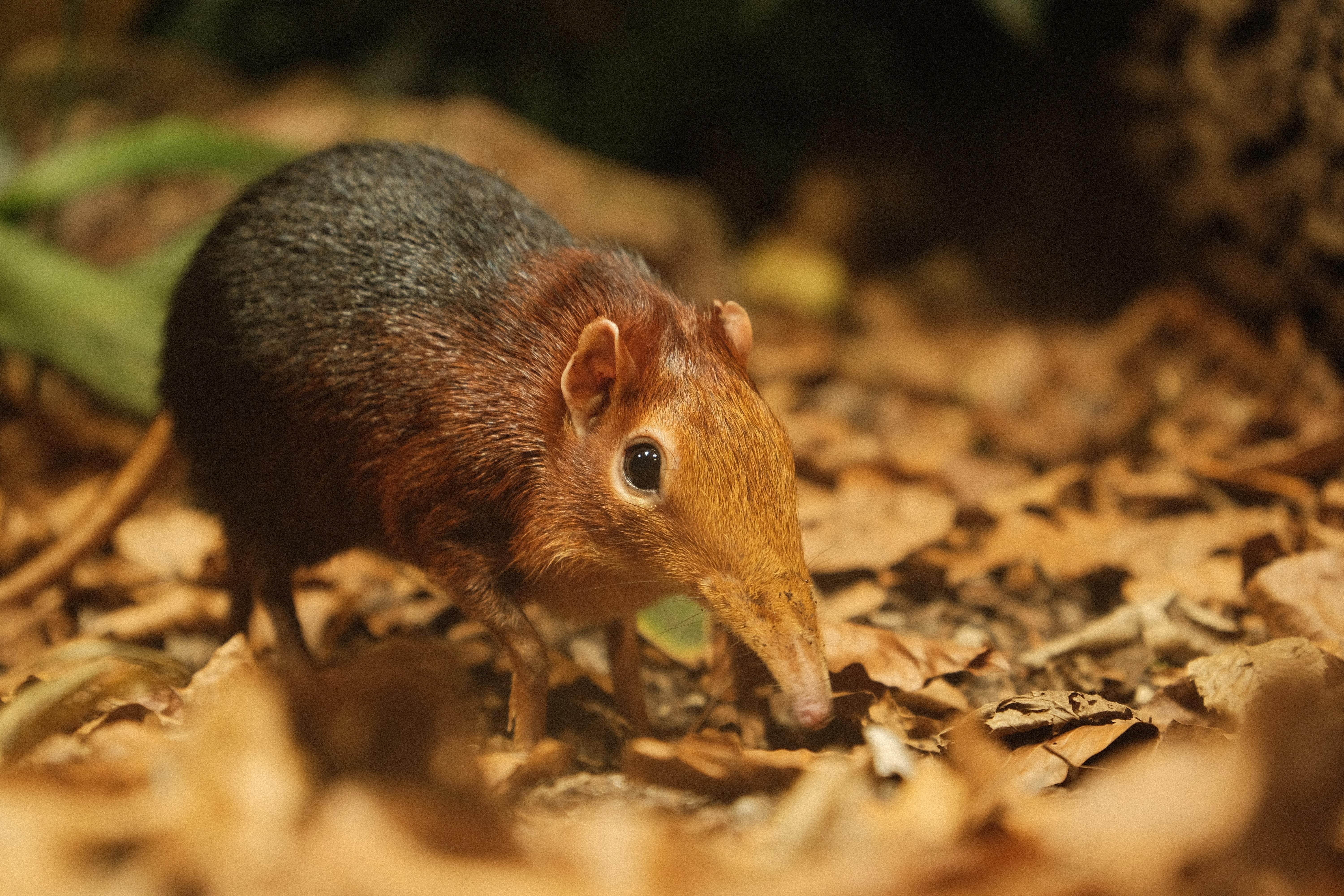 Small elephant shrew with a long snout and reddish-brown head, standing on dry leaf litter; close-up with blurred forest floor in the foreground and background.