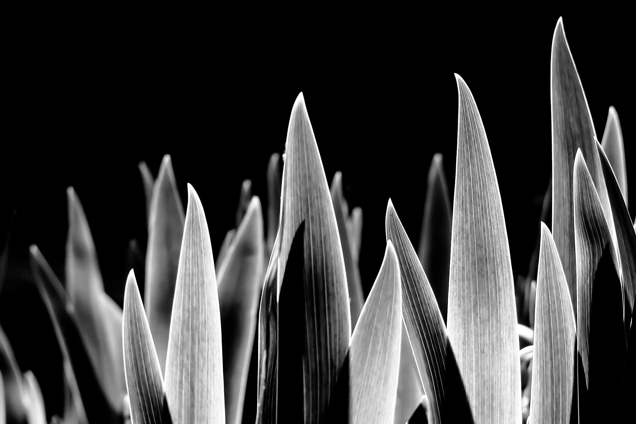 Close-up black-and-white view of tall, narrow iris leaves with pointed tips, some in sharp focus in the foreground and others blurred in the background against a dark backdrop.