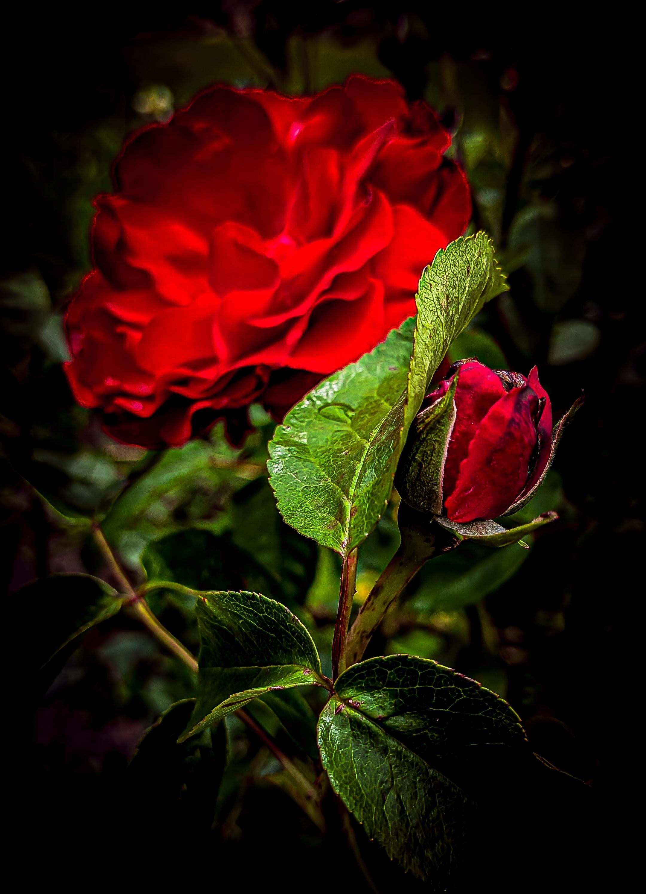 Close-up of a red rose in bloom with a smaller unopened rosebud and green leaves in the foreground, set against a dark, blurred background.