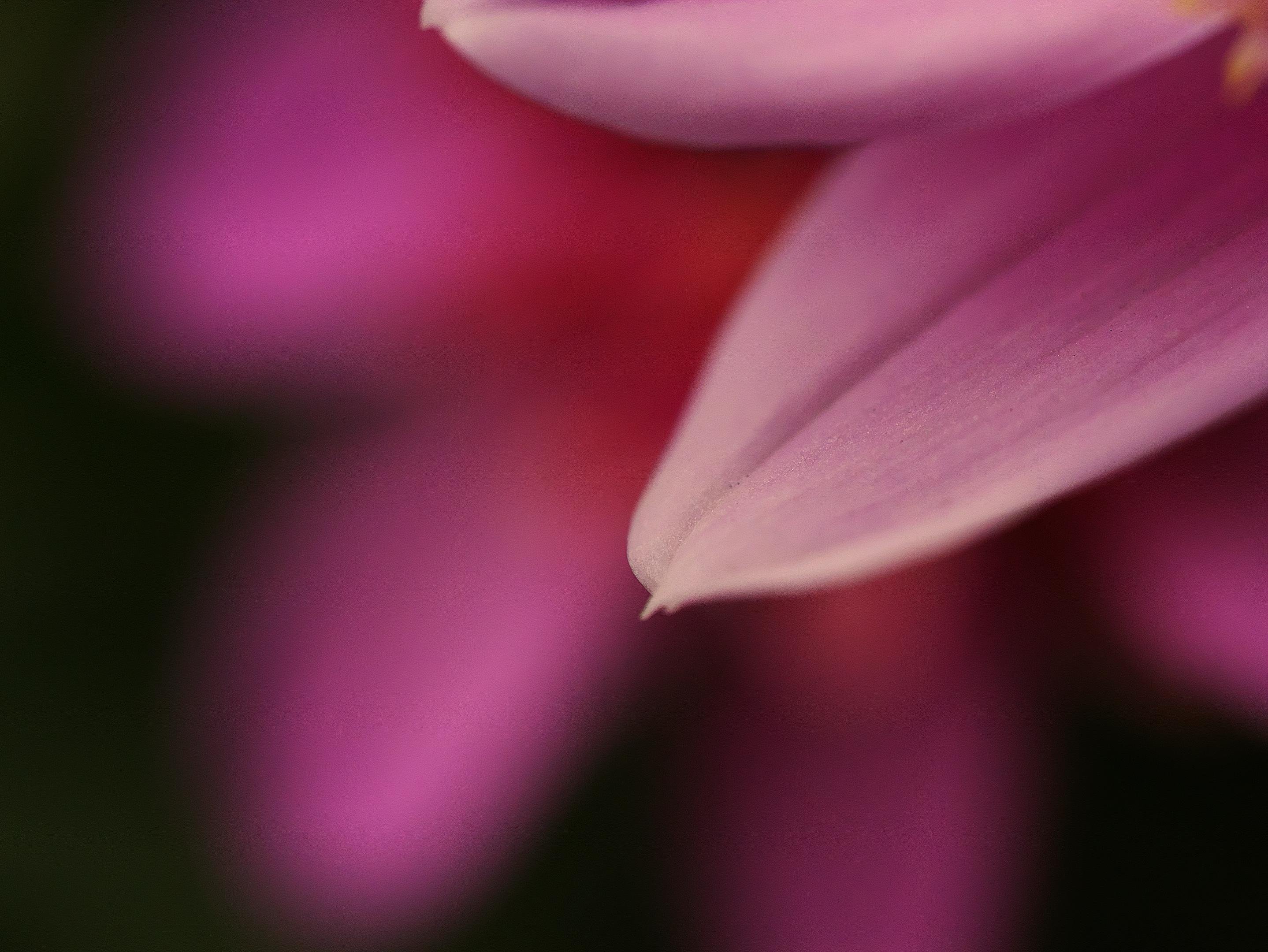 Close-up of pink flower petals with soft focus. The prominent petal is slightly curved and detailed with fine textures. The background consists of blurred pink and green hues, creating a smooth and abstract impression.