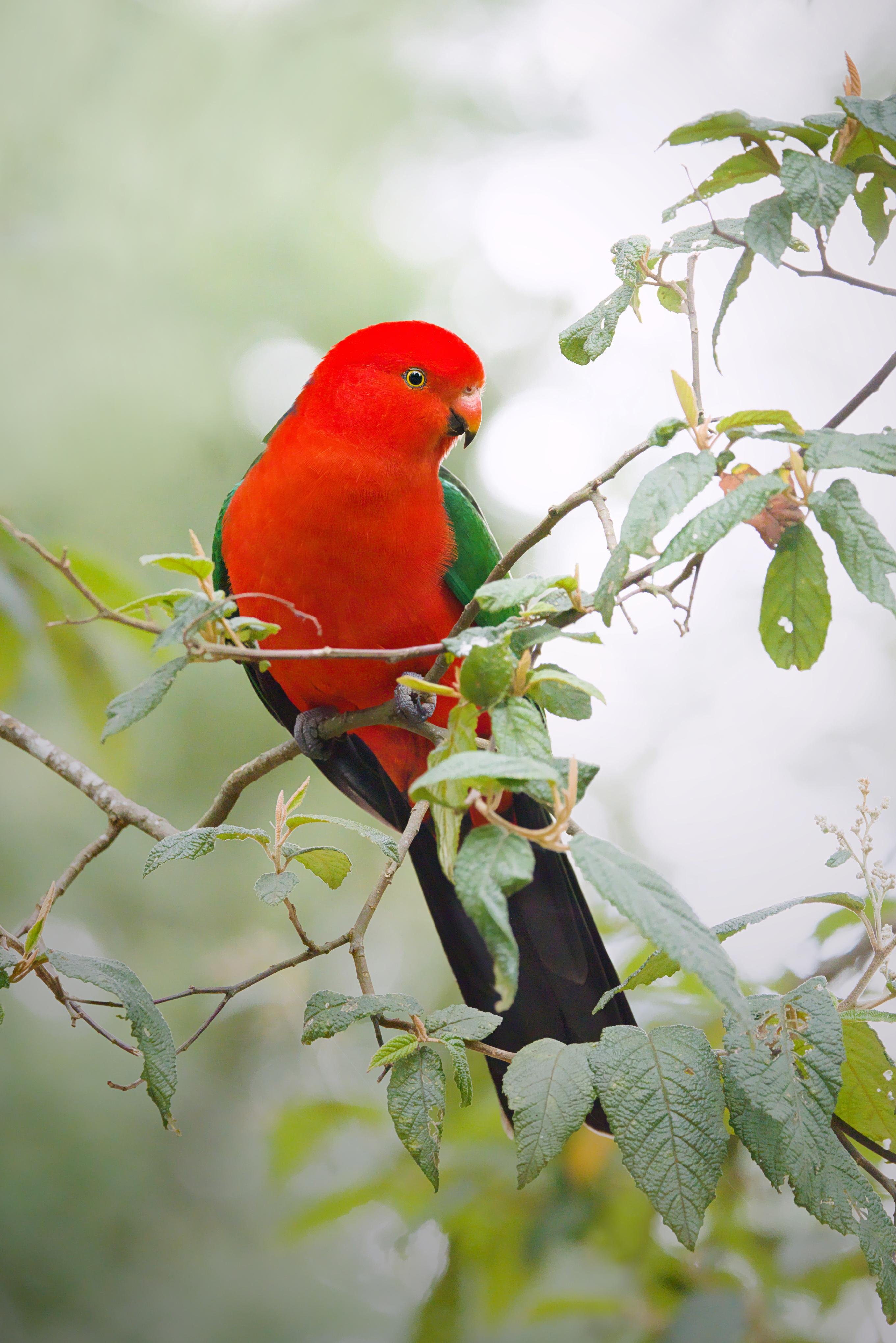 A male King parrot perched on a leafy branch, facing left against a blurred green background.