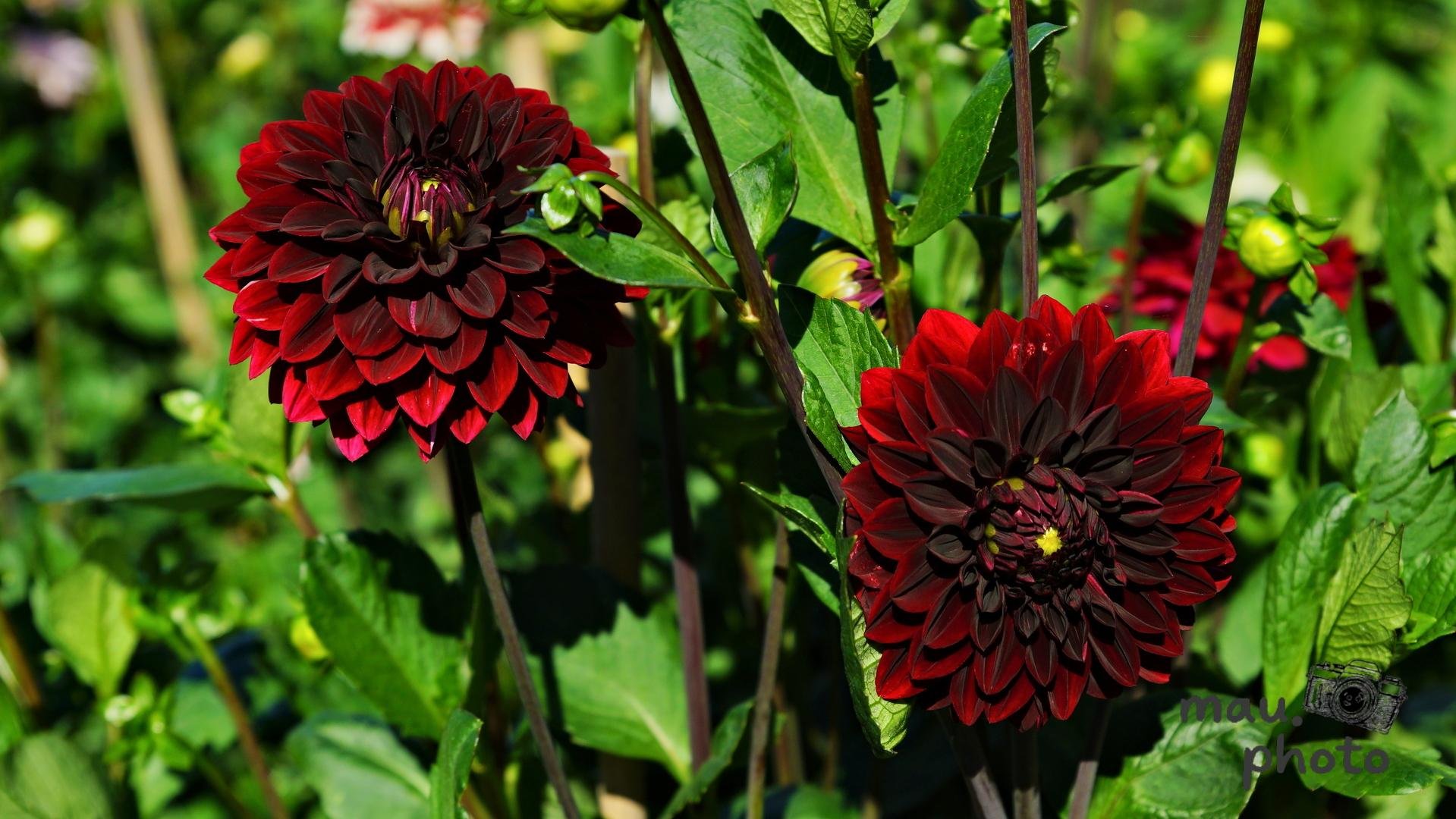 Two dark red dahlias with layered petals on tall stems, surrounded by green leaves and unopened buds in a sunlit garden background.
