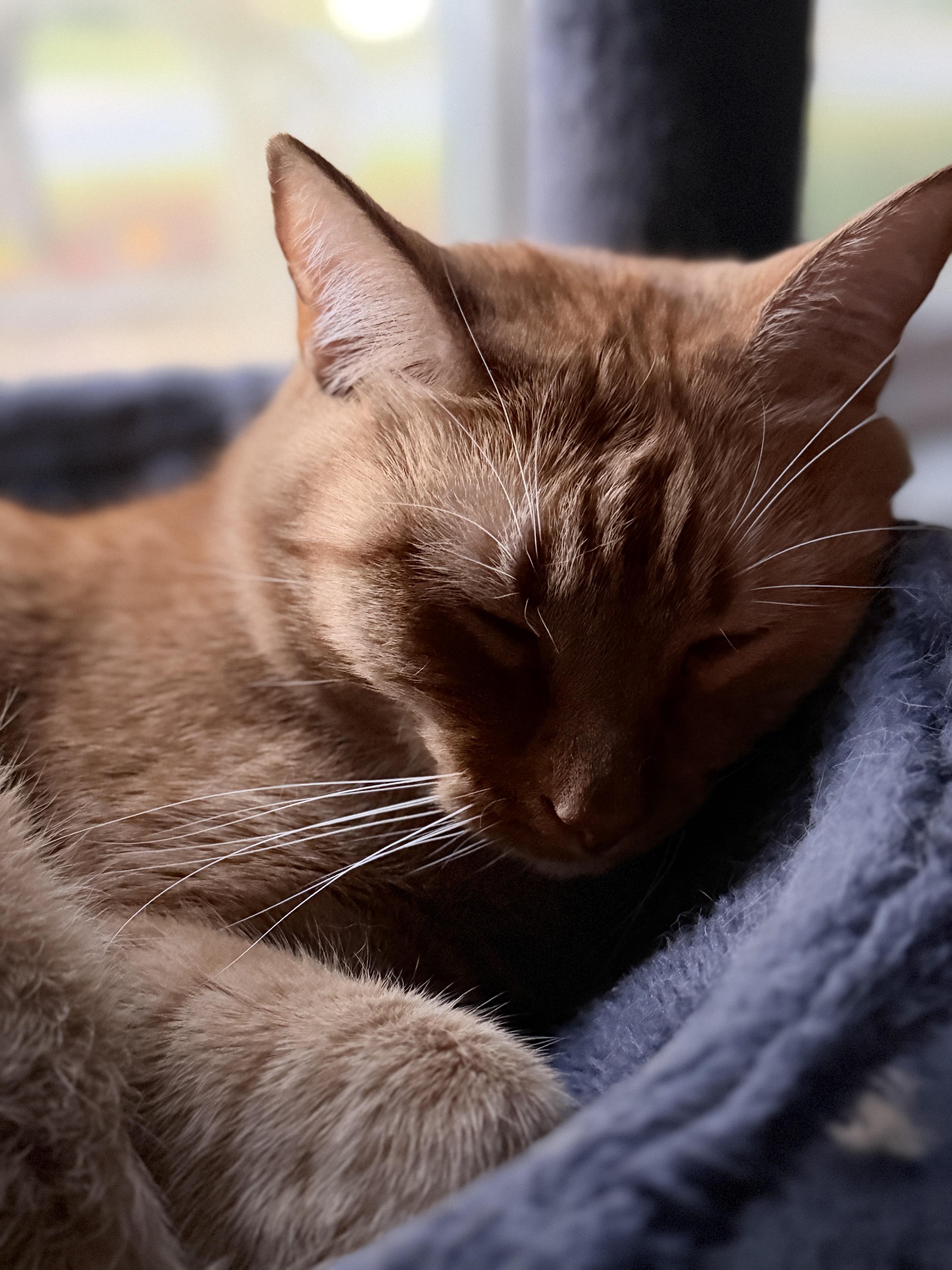 The image features a ginger cat resting in a cozy, blue cat bed. The cat's fur is a warm, light brown color with subtle stripes, and its eyes are gently closed, suggesting it is sleeping peacefully. The cat's whiskers are long and white, contrasting with its fur. The cat bed is plush and appears to be made of a soft, fuzzy material, providing a comfortable resting place for the cat. The background is softly blurred, with hints of a window and natural light, creating a serene and calm atmosphere. The cat's head is resting on the bed, with its body curled up, showcasing a relaxed and content posture.