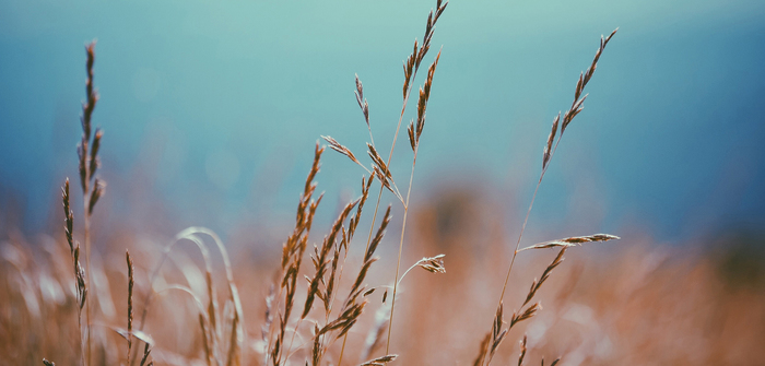 header profile