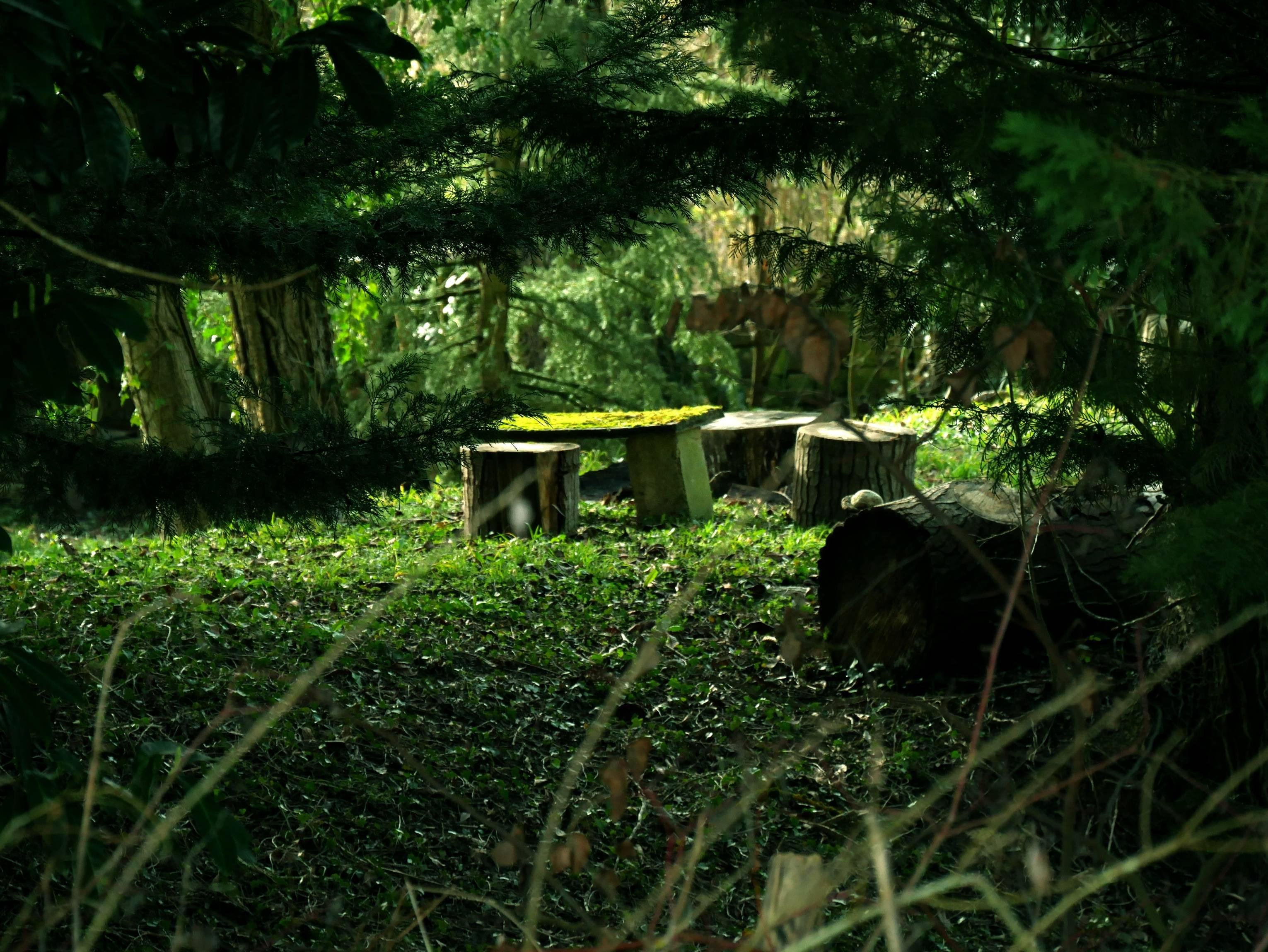 The image shows a small clearing surrounded by trees and greenery. In the clearing, there are several tree stumps arranged in a circle, likely used as makeshift seats. The area is shaded and has a forest-like atmosphere.