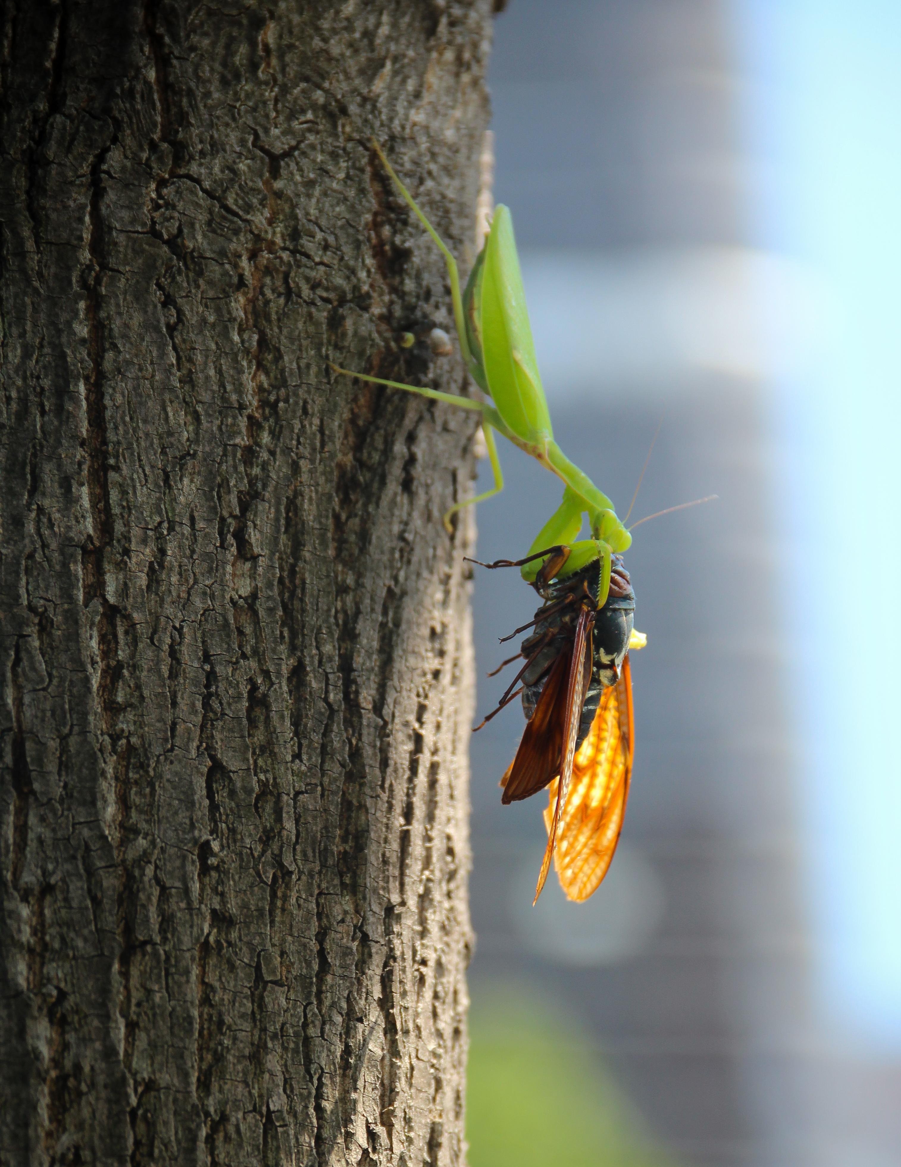 The image shows a green praying mantis on a tree trunk, holding and possibly consuming a cicada. The mantis is clinging to the tree as it engages with the cicada.