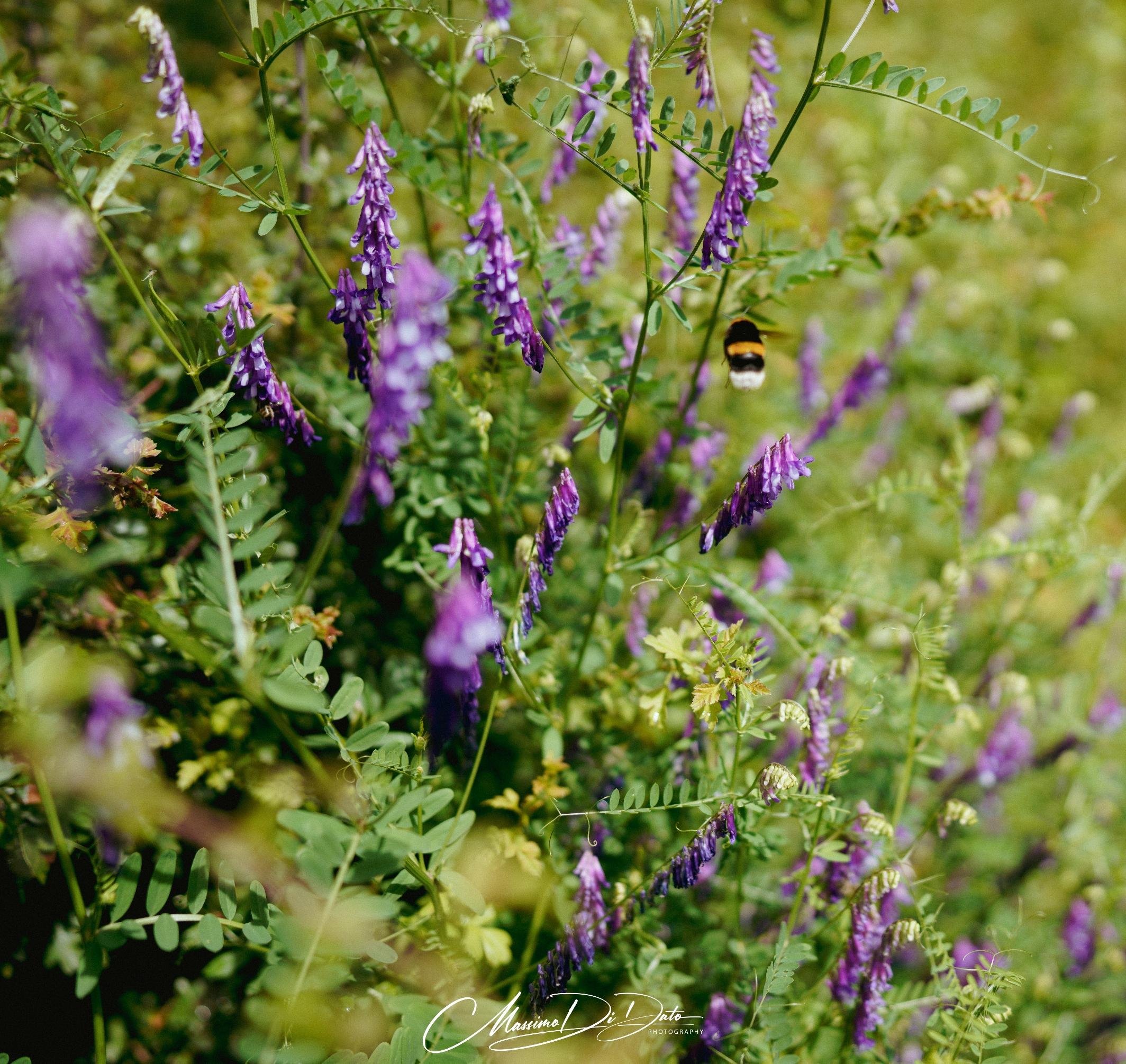 Campo di fiori viola a grappolo su steli verdi con foglie pennate. Due bombi visibili tra i fiori mentre si nutrono. Sfondo sfocato verde. Luce naturale.