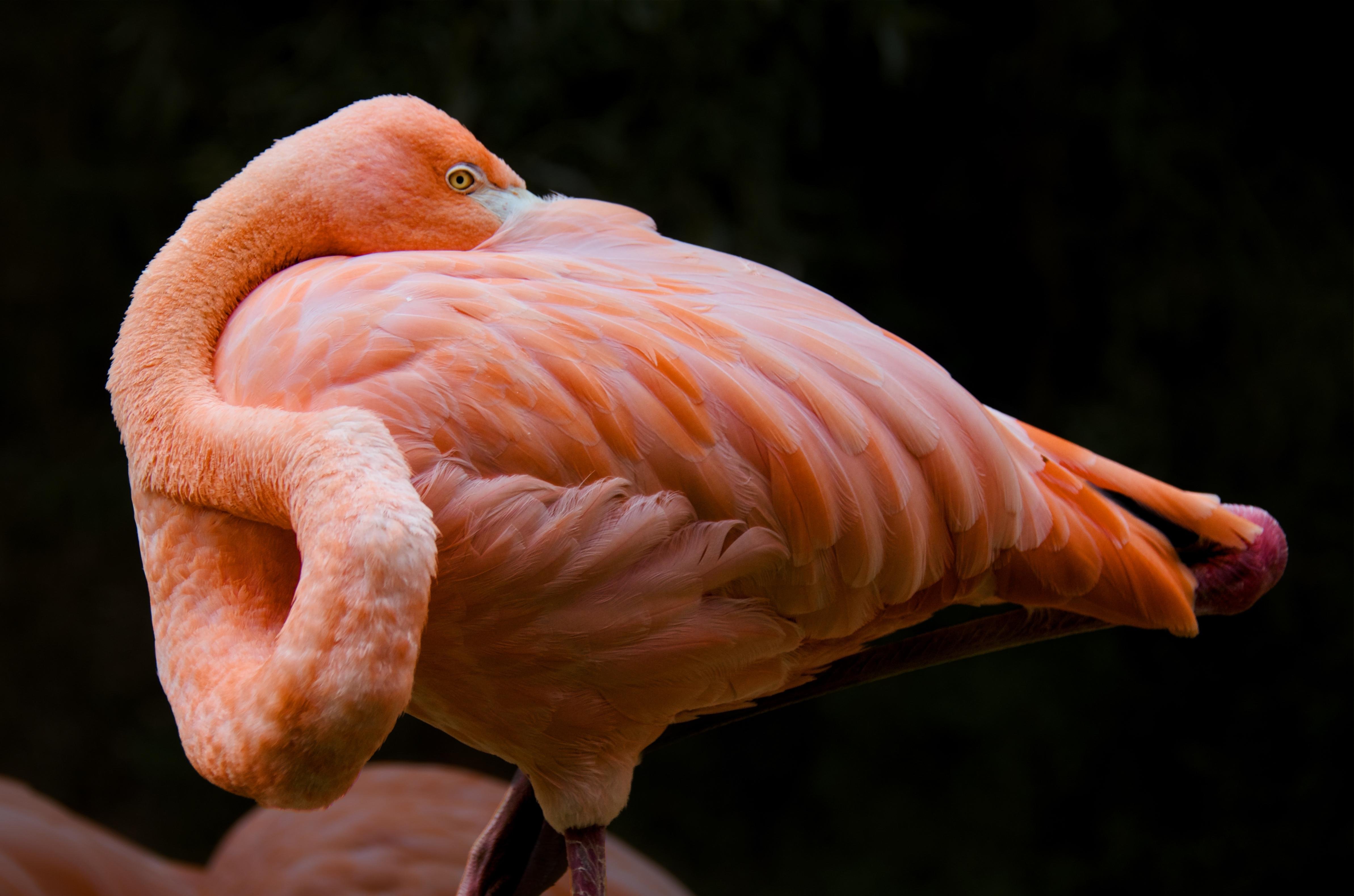 Flamingo. Eingekuschelt in seinen Rücken. Dunkler Hintergrund. Die Beine sind am
Bild abgeschnitten, es ist nur der Körper zu sehen.