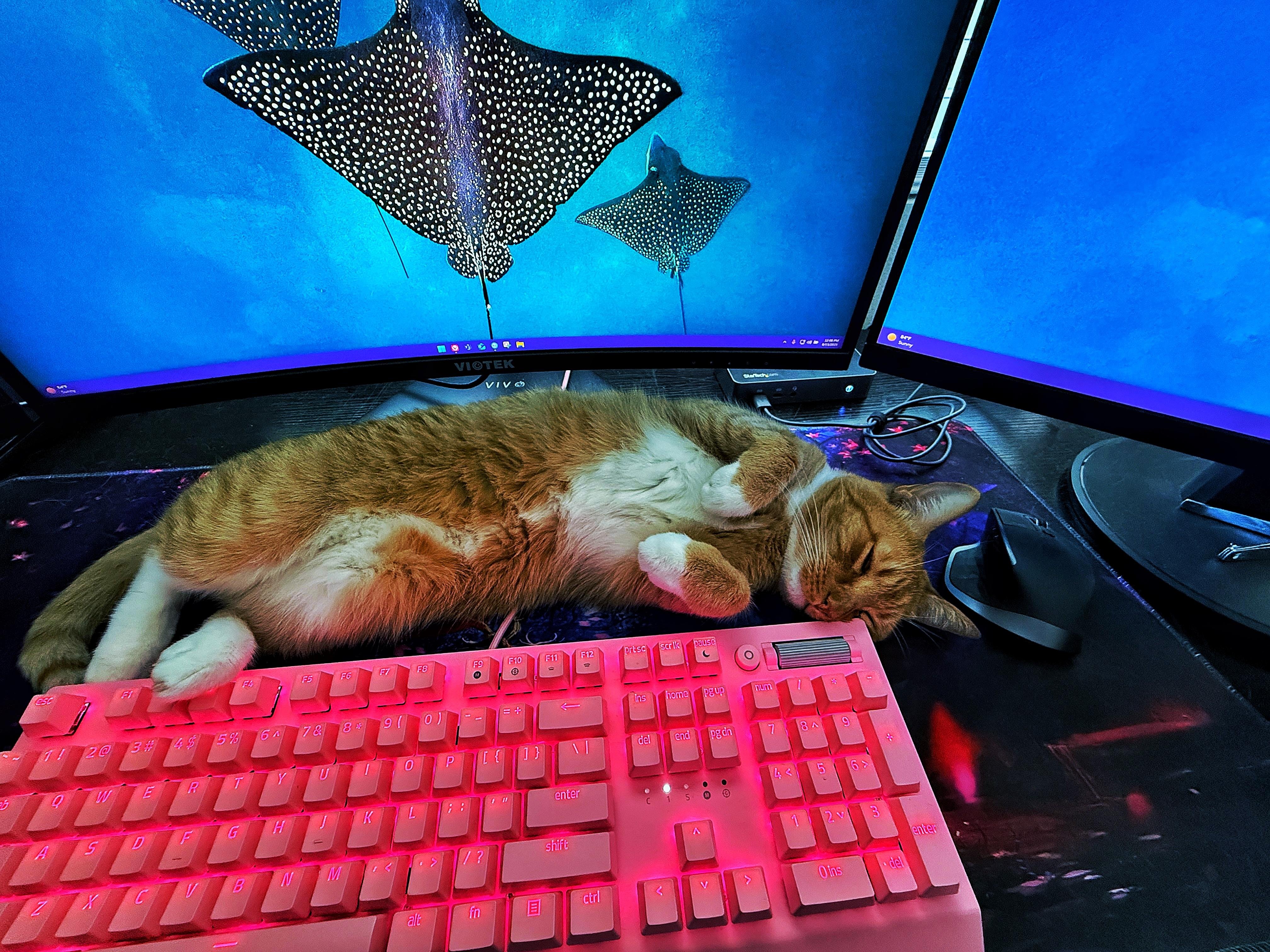 The image shows a cozy workspace with a cat lying on a desk. The cat, with orange and white fur, is sleeping on its back, with its paws up in the air. In front of the cat is a pink backlit keyboard, and to the right is a black mouse. Behind the cat are two monitors displaying an underwater scene with stingrays swimming in a blue ocean. The desk surface is dark, with a mouse pad featuring a galaxy design. The overall scene is warm and inviting, with the cat adding a touch of comfort to the workspace.