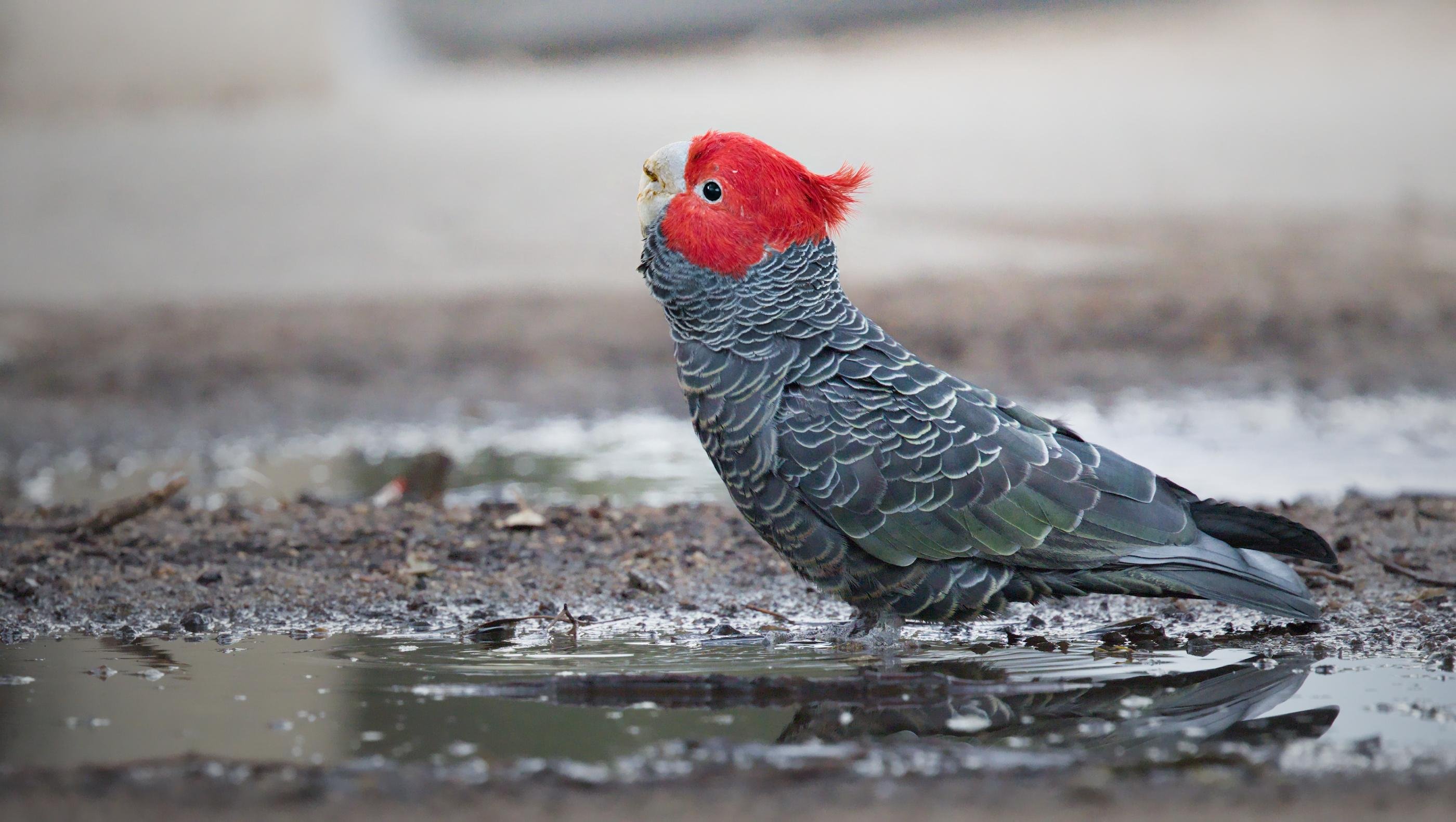 A male gang-gang bathing in a shallow muddy puddle on the ground, shown in side profile with ripples and wet soil around it.