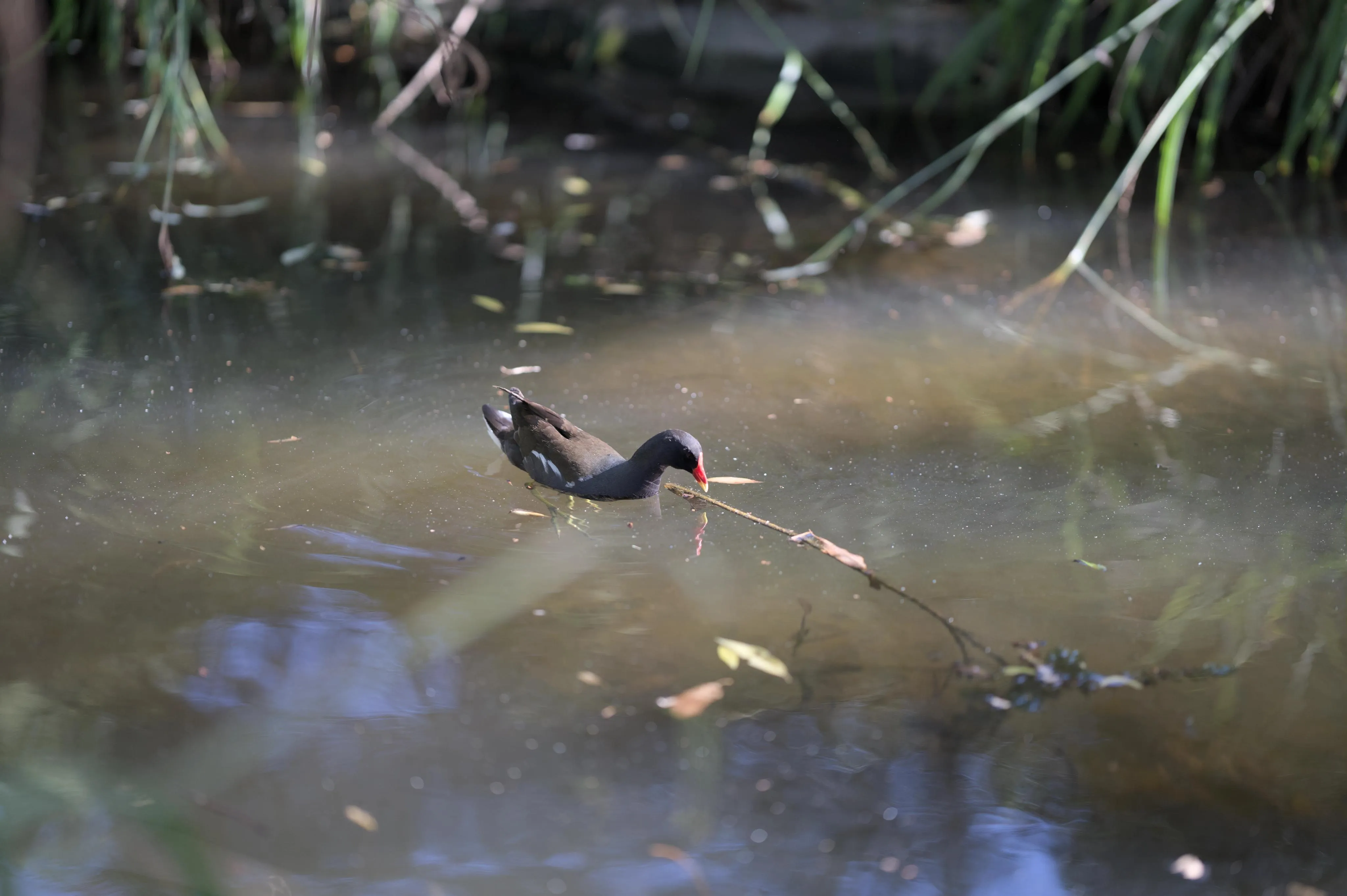 Photograph of a moorhen with a red beak and blue plumage on its body except for a brown back. The bird is swimming in a natural water body with reeds visible in the background. The bird is rummaging the surface of the water with its beak. Ripples are forming concentric circles around the bird on the green water surface. Many white particles are floating around on the water surface.