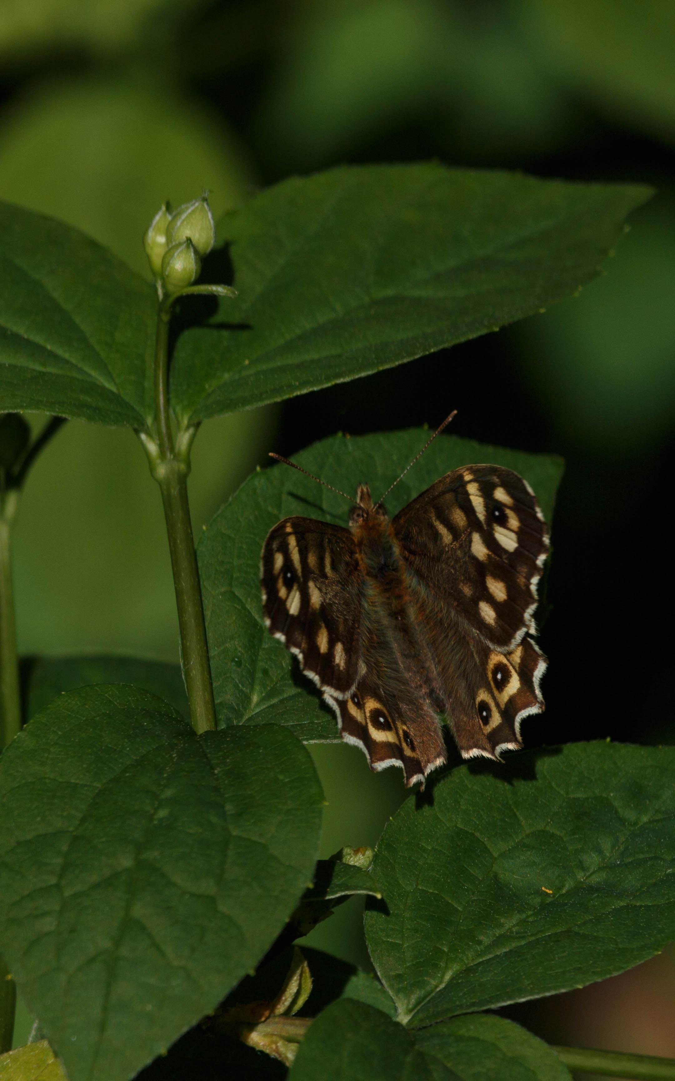 A speckled wood (Pararge aegeria) resting on a sweet mock orange (Philadelphus coronarius).