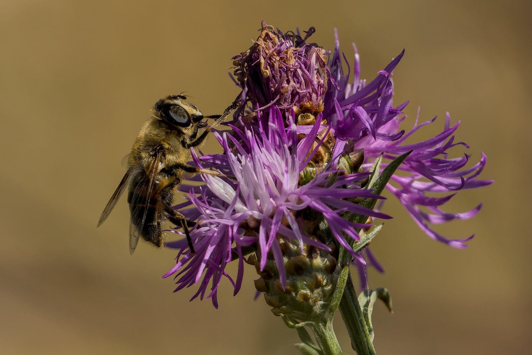Close-up of a hoverfly feeding on a purple thistle-like flower, with spiky petals and a green stem against a blurred brown background.
