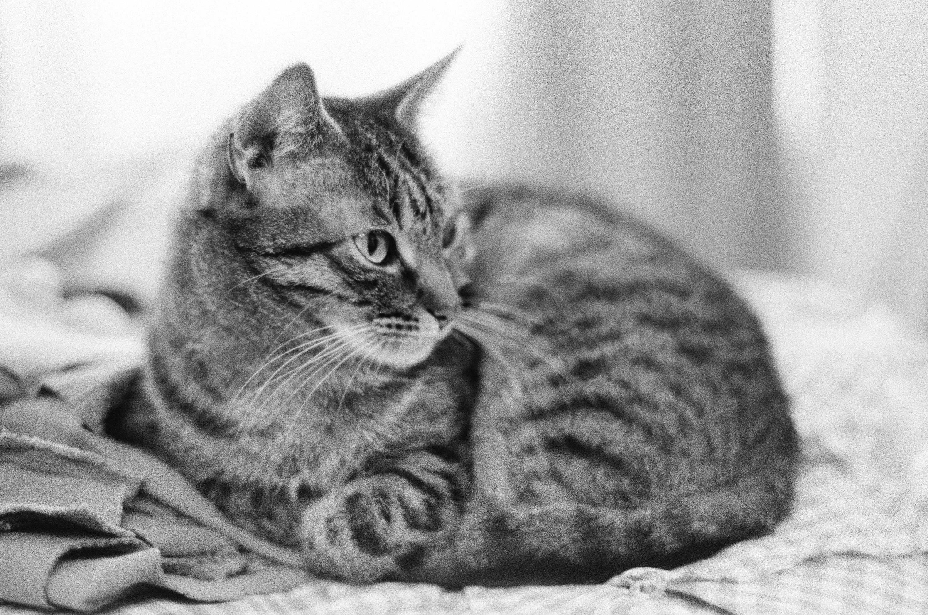 The image shows a black and white photograph of a tabby cat lying on a soft surface, possibly a bed or some fabric. The cat has a relaxed posture and is looking to the side.
