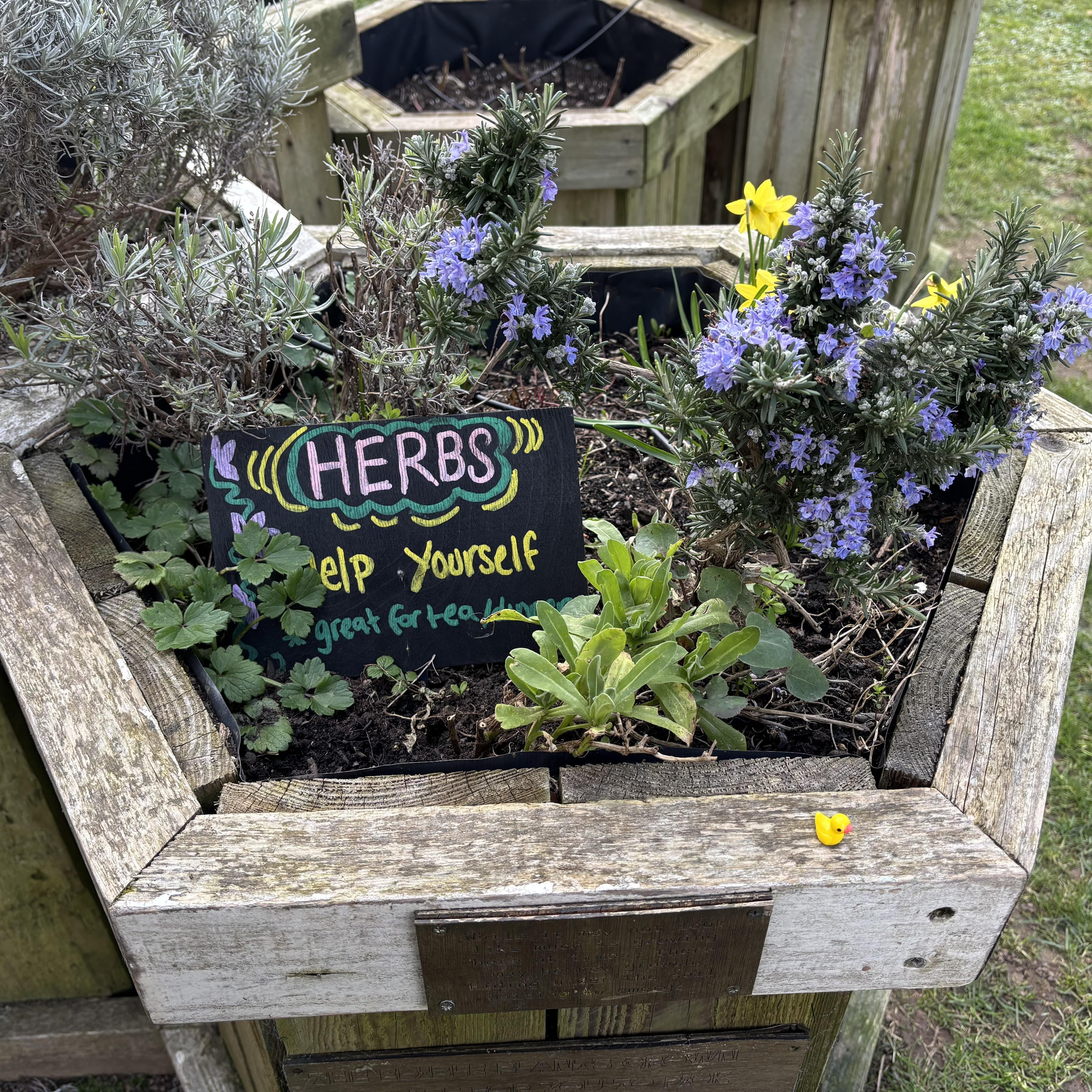 The image shows a wooden planter with various herbs growing in it. There's a colorful sign that says "HERBS" and "Help yourself, great for tea." Small purple flowers are visible, and there's a tiny yellow duck figurine placed on the edge of the planter.