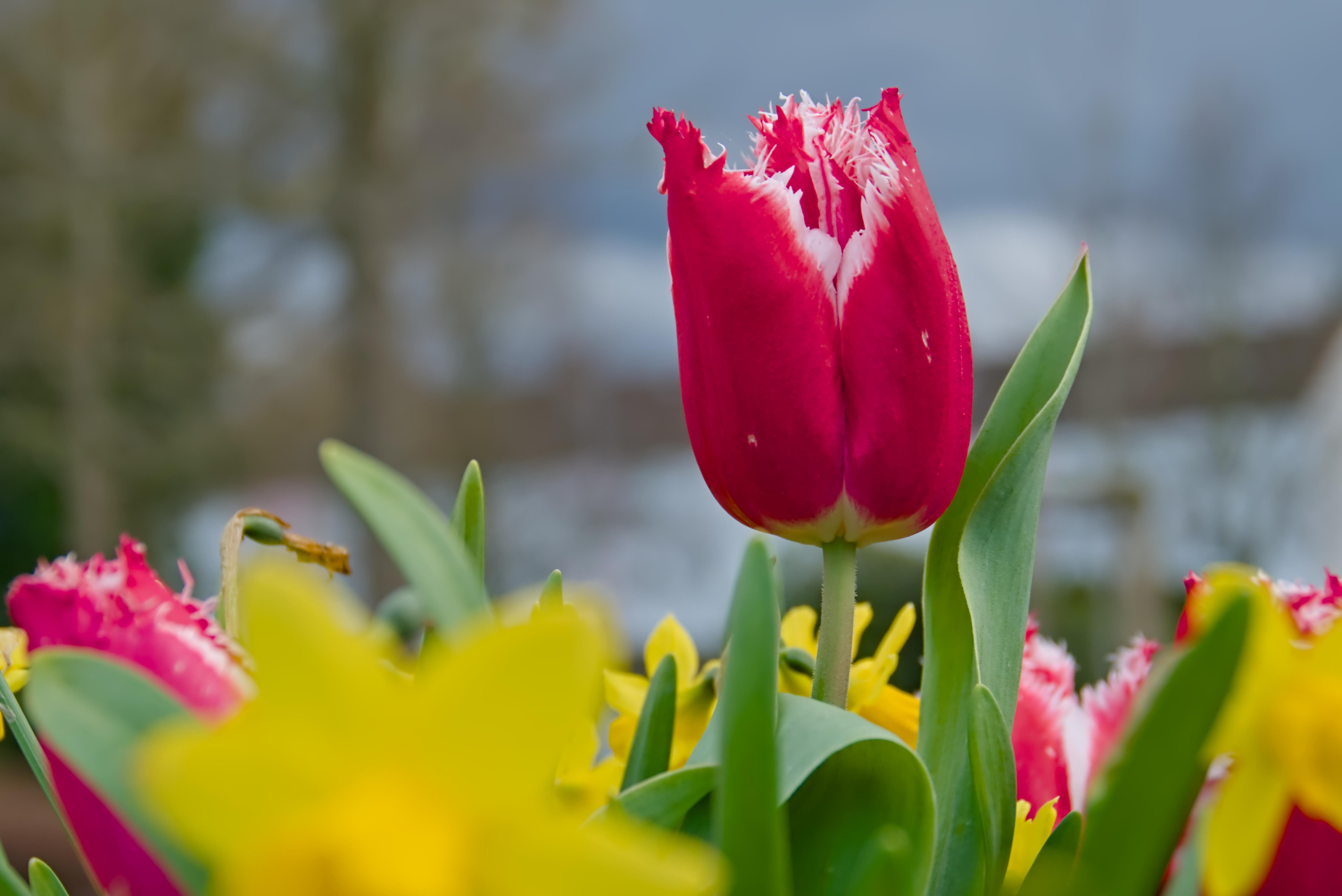 The image shows a close-up of vibrant flowers. The central focus is a red tulip with white fringed edges. Surrounding it are yellow flowers, possibly daffodils, and some green leaves. The background is blurred, emphasizing the flowers in the foreground.