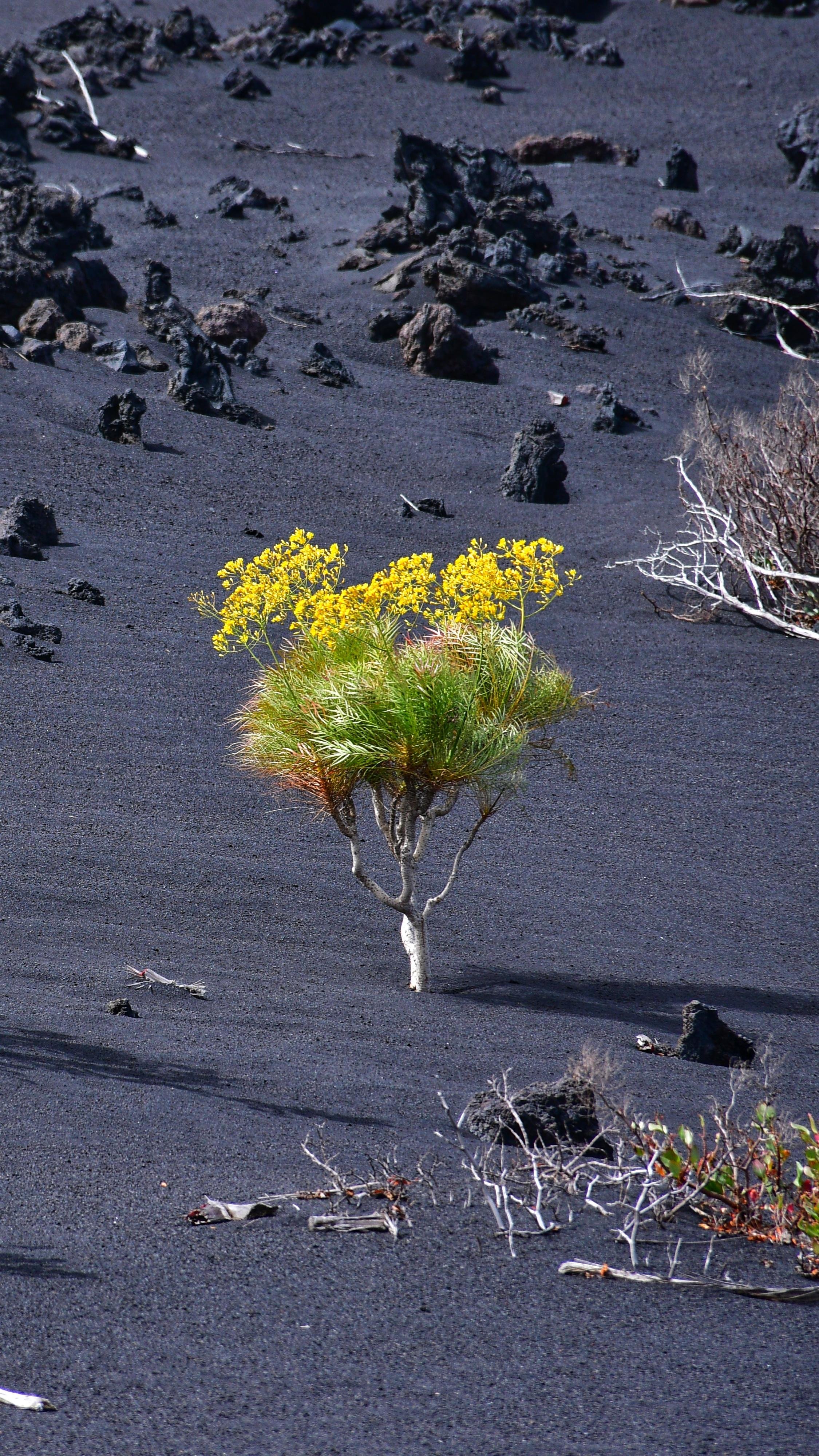 Small shrub with a pale trunk, green foliage, and clusters of bright yellow flowers growing from a dark volcanic ash field, with scattered black rocks and dry branches across the ground. 
### 
Kleiner Strauch mit hellem Stamm, grünem Laub und Büscheln leuchtend gelber Blüten, der aus einem dunklen Vulkanaschefeld wächst, auf dem verstreut schwarze Steine und trockene Äste liegen.