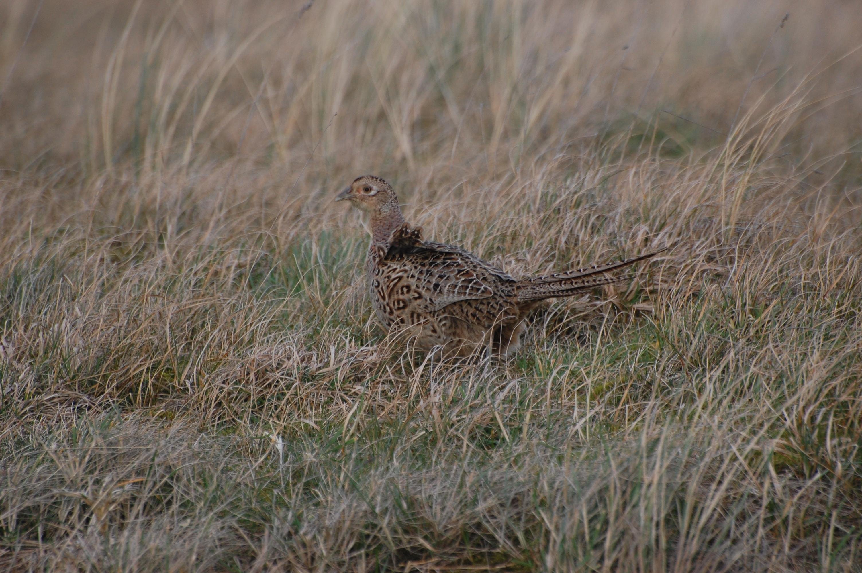 Bird with brown and black speckled plumage camouflaged among dry grassland, walking through sparse, tall grass.