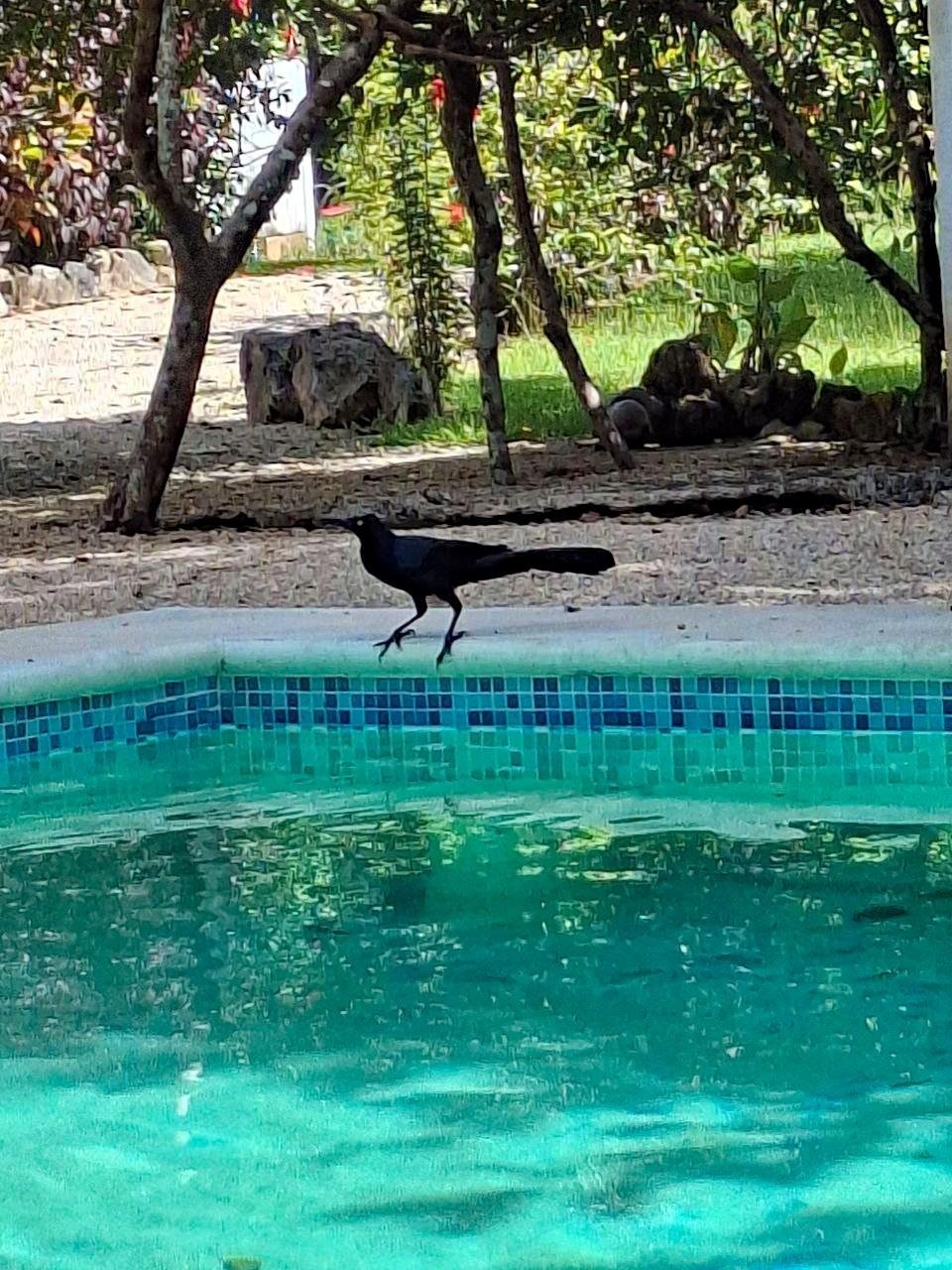 El ave está posada en el borde de una pileta con aguas turquesas. Se ven los azulejos de colores azules, al fondo un jardín con césoed y árboles de sombra y alguna roca decorativa. Es de color completamente negro, estilizado y con la cola bien larga, patas largas y negras.

Si estás leyendo este texto es porque tienes dificultades de visión y espero que te haya ayudado a ver la imagen. Si no ha sido así, te agradecería los comentarios.
Si lo has leído aunque ves la imagen sin problemas recuerda que debes poner un texto alternativo en tus archivos multimedia para que todo el mundo pueda disfrutarlos.