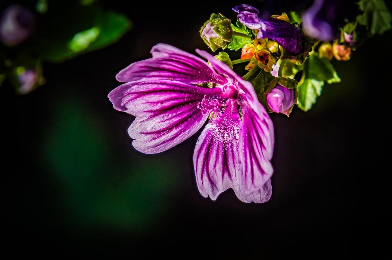 Close-up of a purple flower with dark magenta veins and dew droplets on the petals, hanging from a stem with green leaves and small buds against a dark, blurred background.