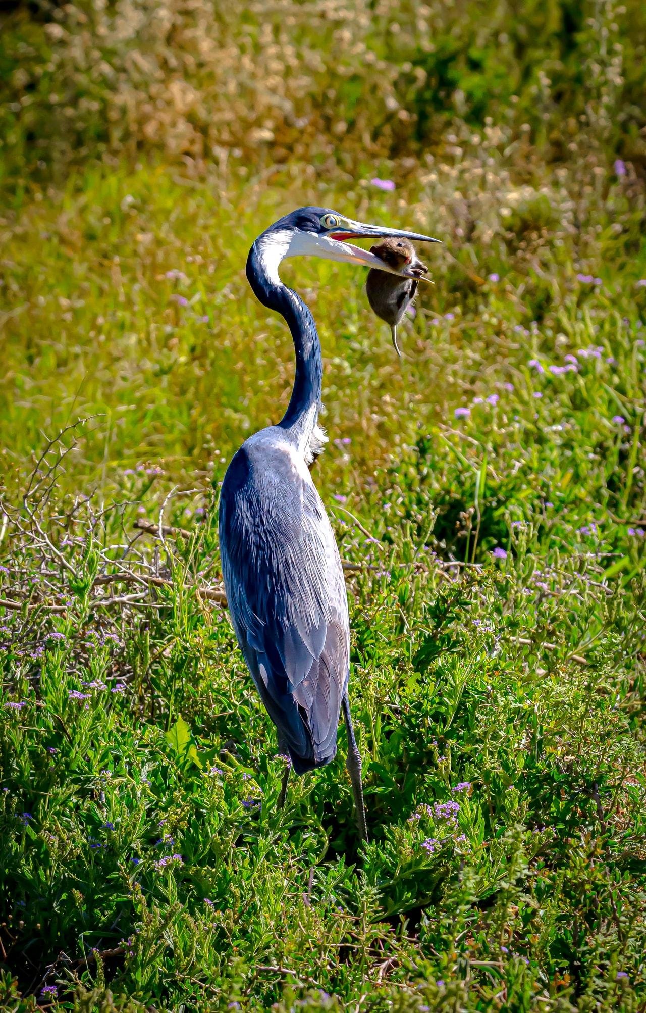 The image shows a heron standing in a grassy area, holding a small rodent in its beak.