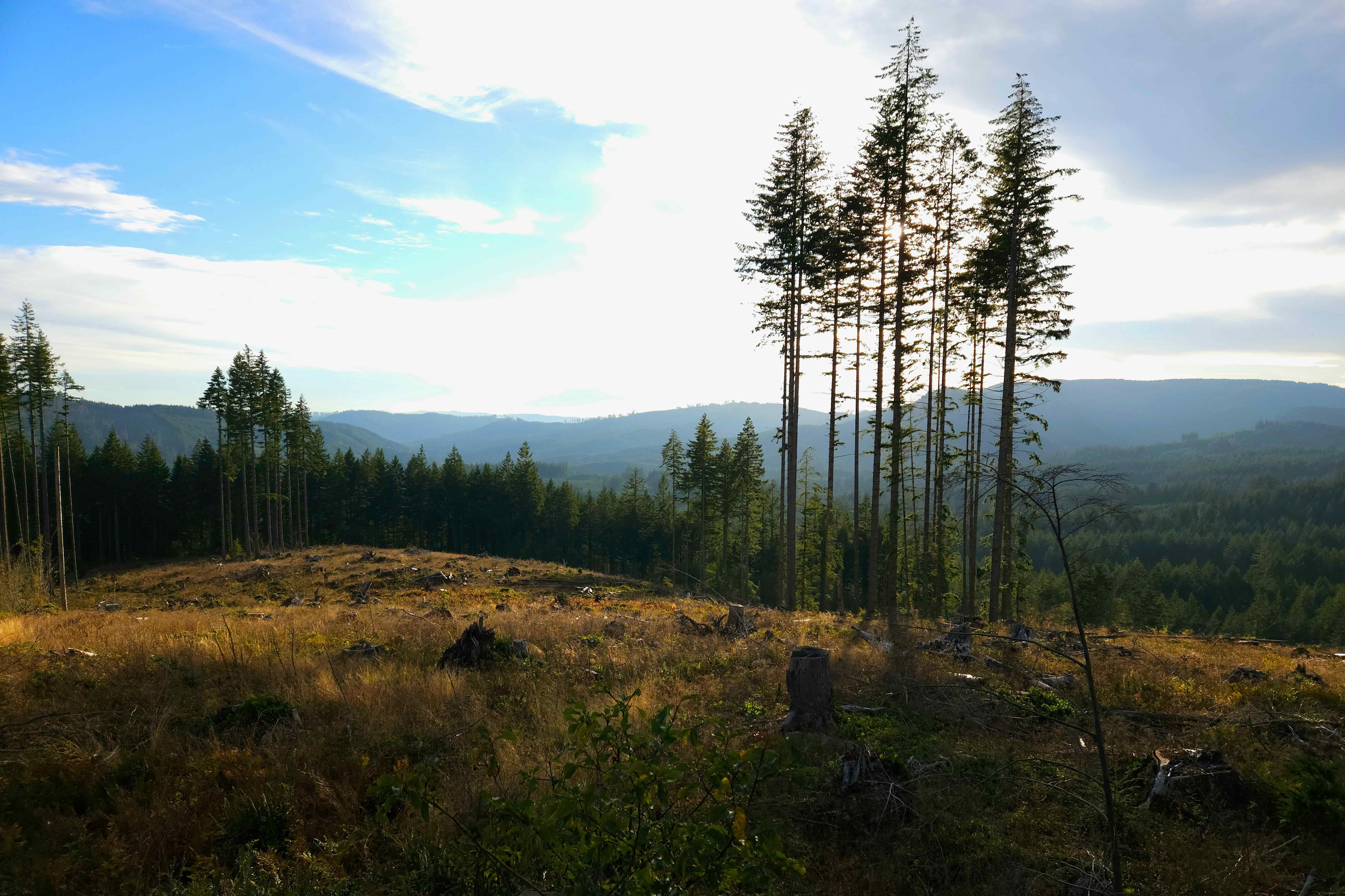 The image shows a scenic landscape with a few tall trees standing on a grassy hill or clearing. In the background, there is a dense forest covering rolling hills and mountains under a partly cloudy sky. The sun appears to be setting or rising, casting a warm light over the scene.