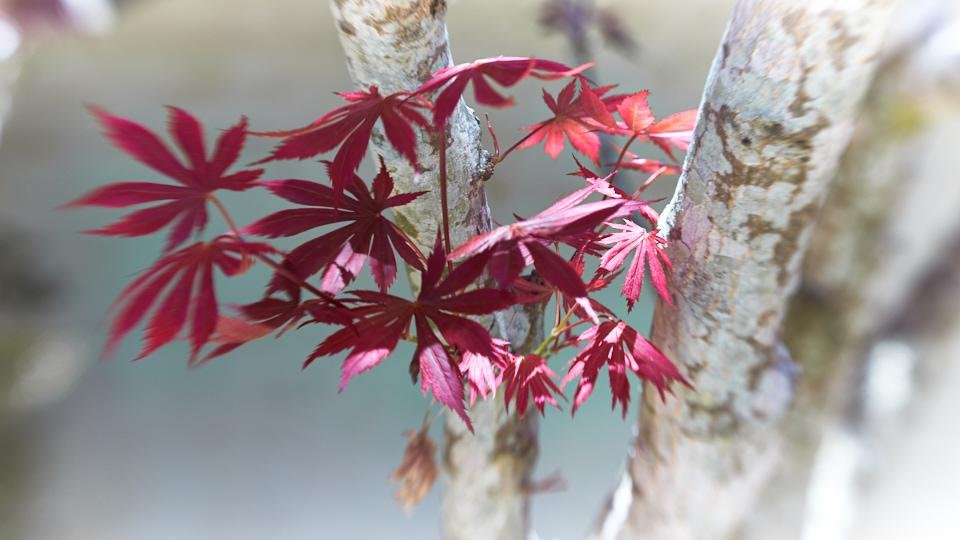 Cluster of red, star-shaped maple leaves on a thin branch in front of two pale, mottled tree trunks, with a blurred gray background.