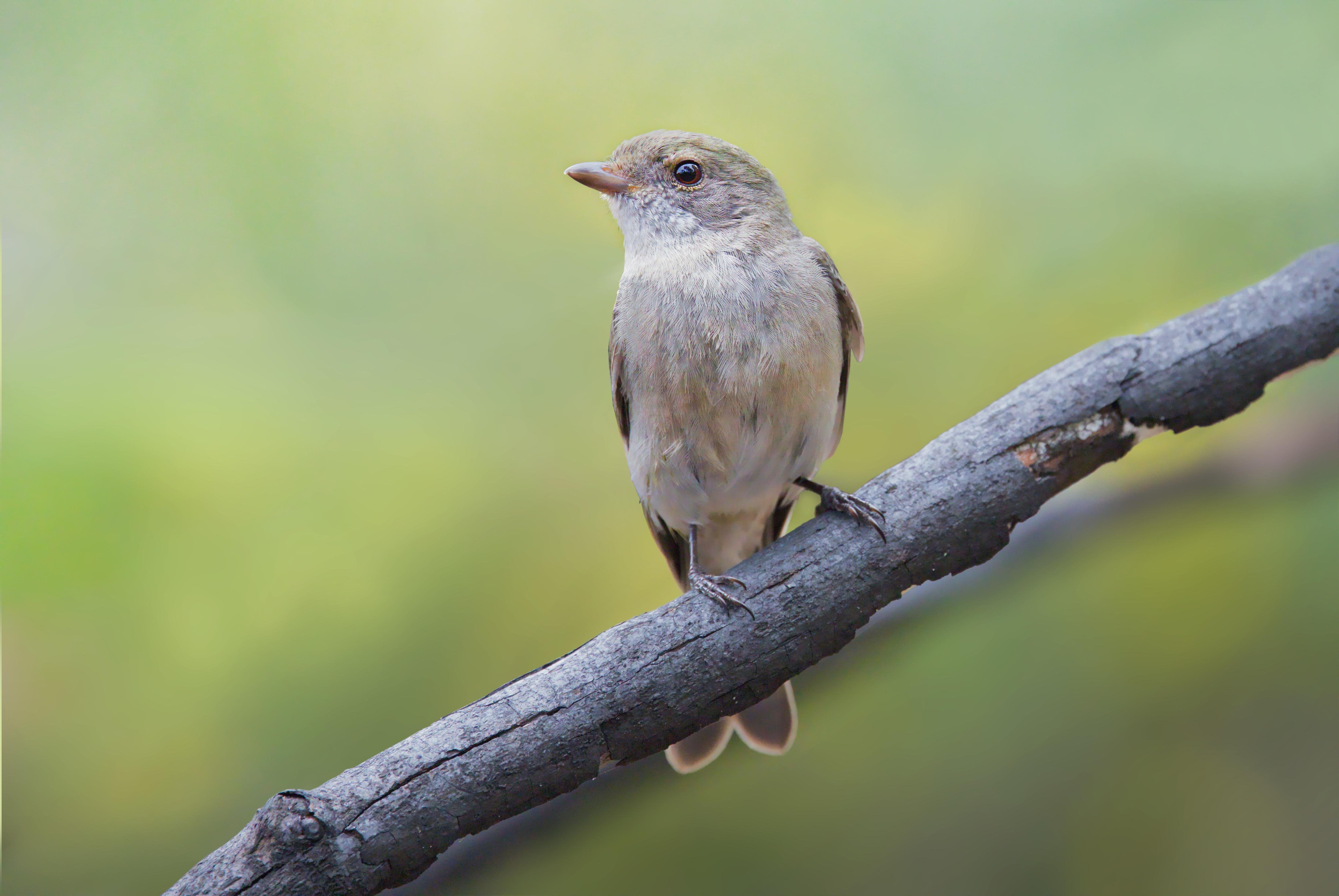 A juvenile golden whistler perched on a diagonal tree branch, facing left, with a soft green blurred background.
