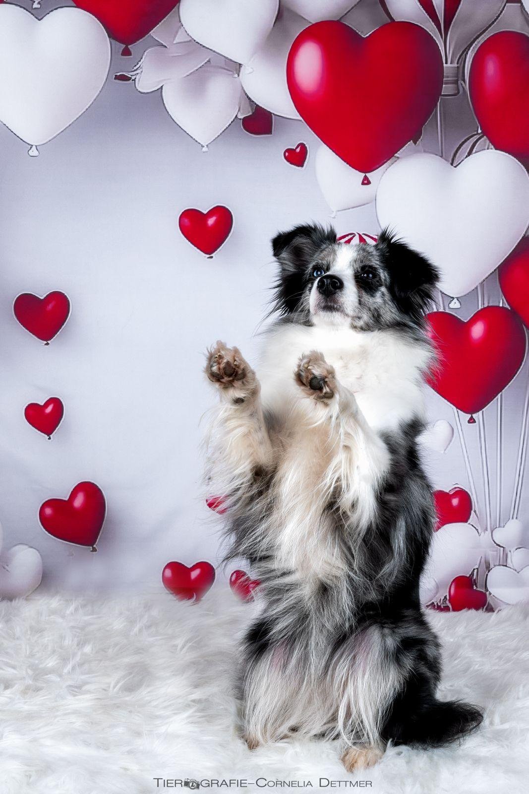 The image features a dog standing on its hind legs against a backdrop of heart-shaped balloons, which are primarily red and white. The scene has a lighthearted and affectionate vibe, likely set up for a cute or romantic-themed photo.