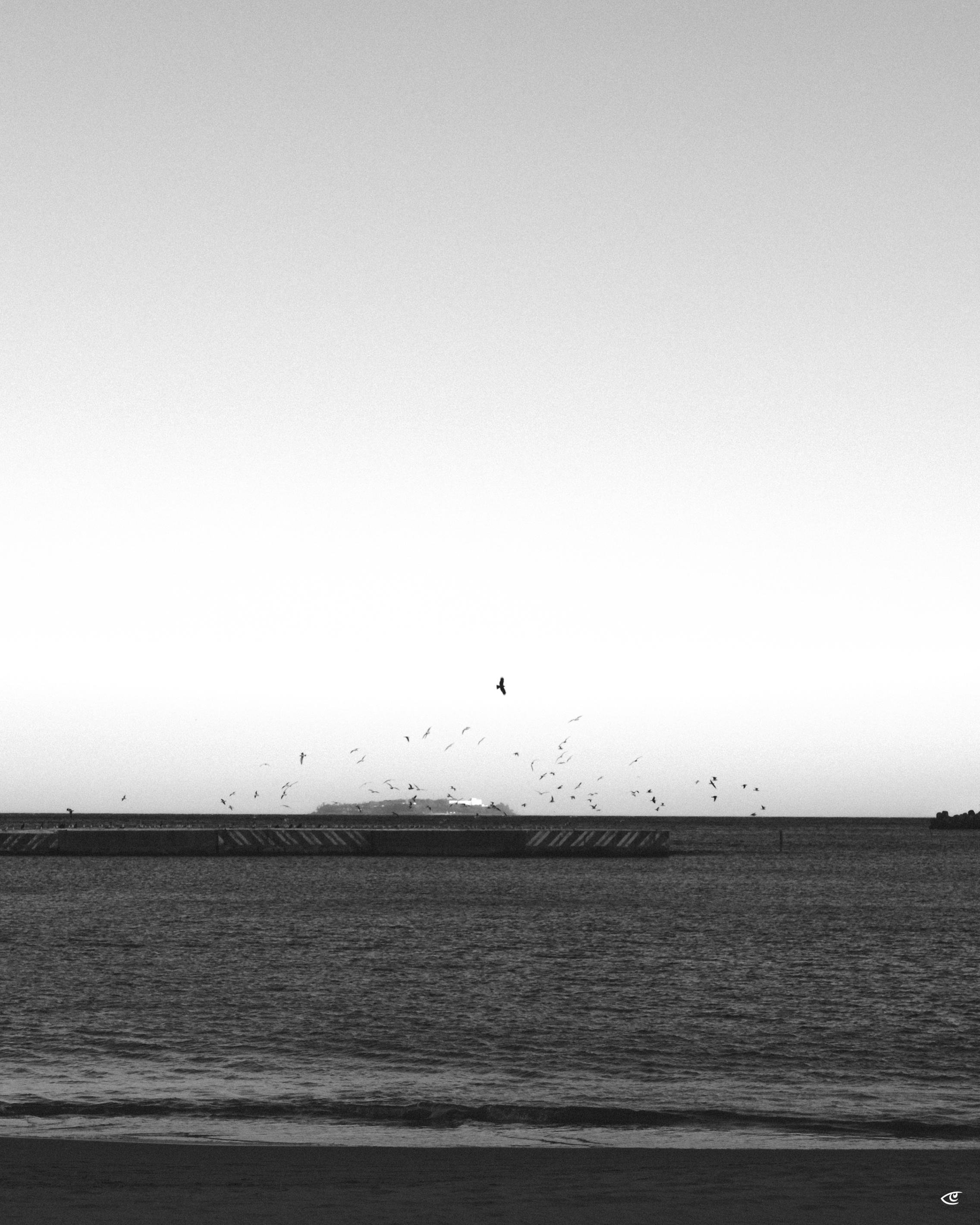 Black-and-white seascape with calm water in the foreground, a long breakwater across the horizon, and a flock of birds flying above it under a large open sky.