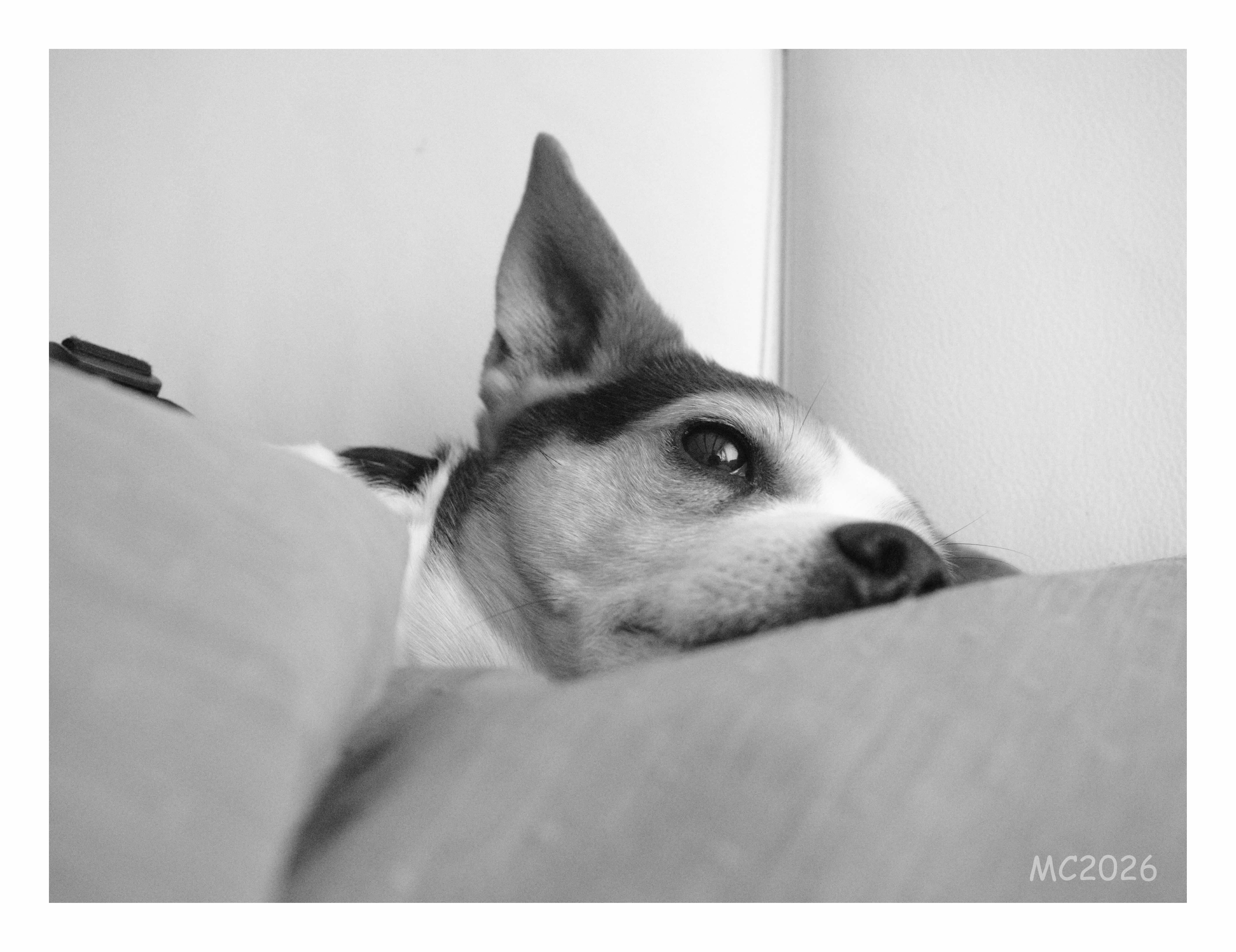 Black-and-white close-up of a dog lying on a cushion, head resting sideways with one ear upright and one eye visible, against a plain wall background.