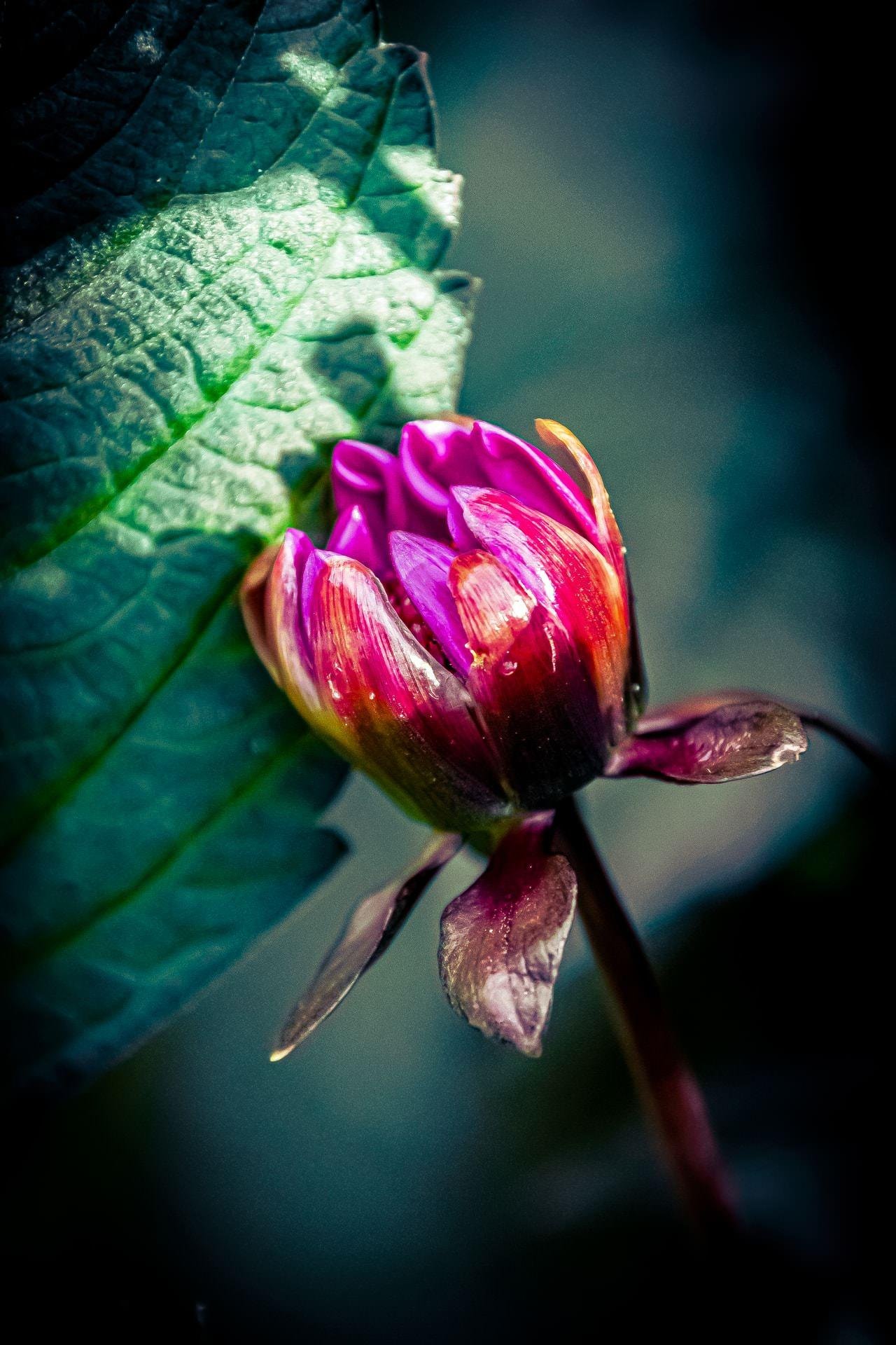Purple flower bud partially open, revealing vibrant petals with hints of red and pink. Large, textured green leaf in the background. Dark, blurred backdrop enhances contrast and color.