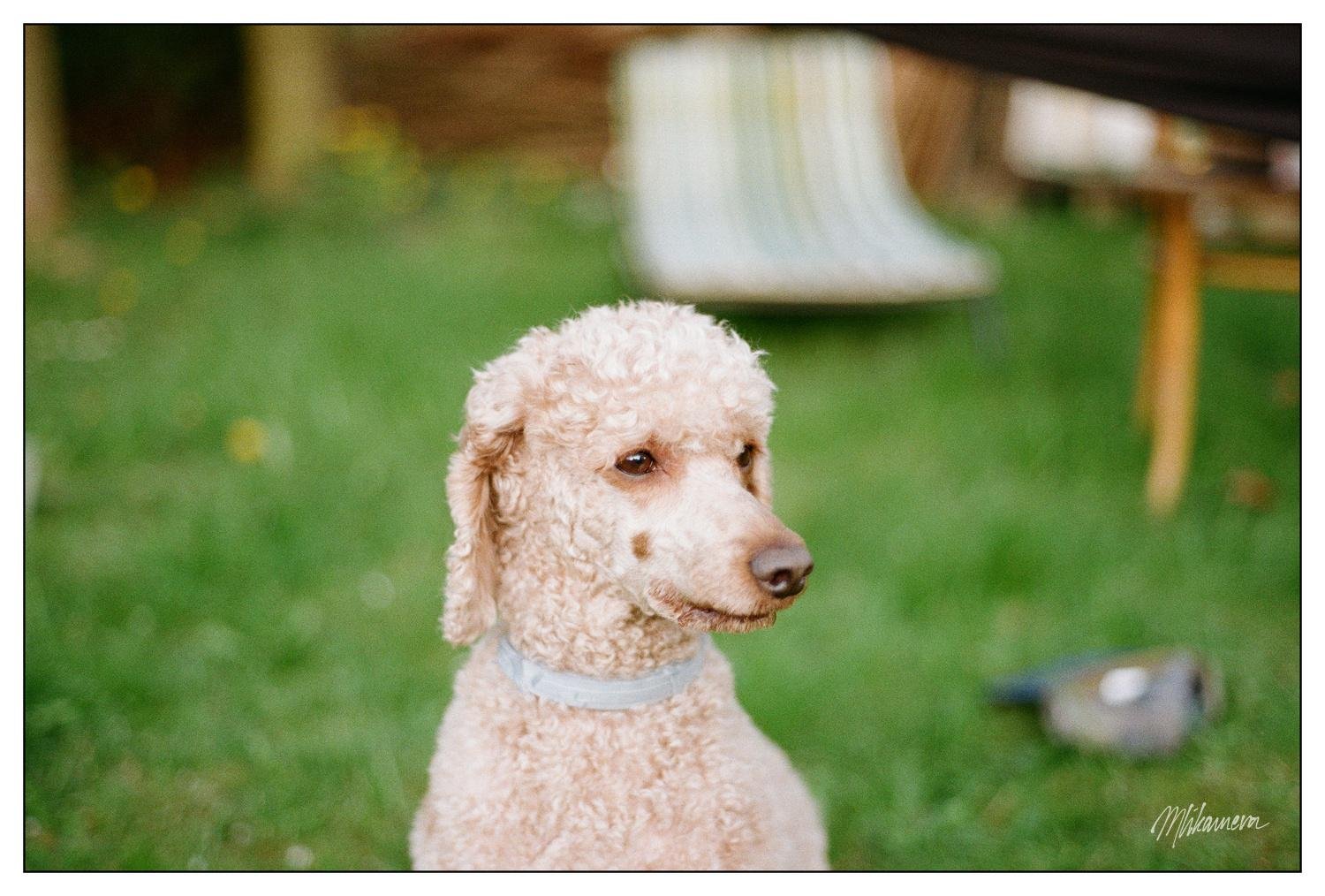 A curly-haired poodle wearing a light-colored collar sits on a grassy lawn. In the blurred background, there is a striped outdoor chair and a piece of garden furniture. The overall setting appears to be a garden or backyard.