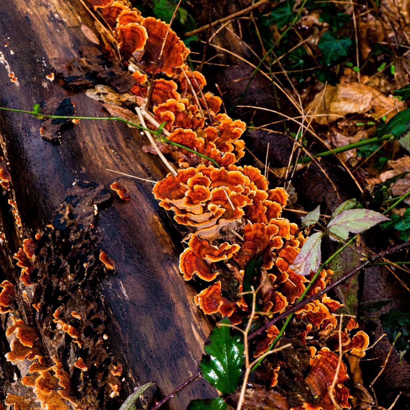 The image shows a cluster of bright orange and brown mushrooms growing on a decaying log in a forest setting. These mushrooms appear to be a type of shelf or bracket fungi, possibly Trametes versicolor, commonly known as turkey tail fungus. The log is surrounded by twigs and leaves.