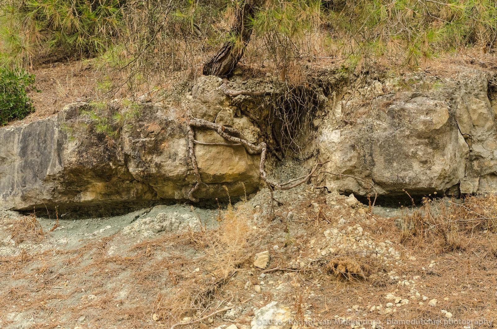 Large horizontal boulders embedded in a dry hillside, with exposed tree roots draped over the rock and sparse pine branches above; rocky soil and brown pine needles cover the foreground.