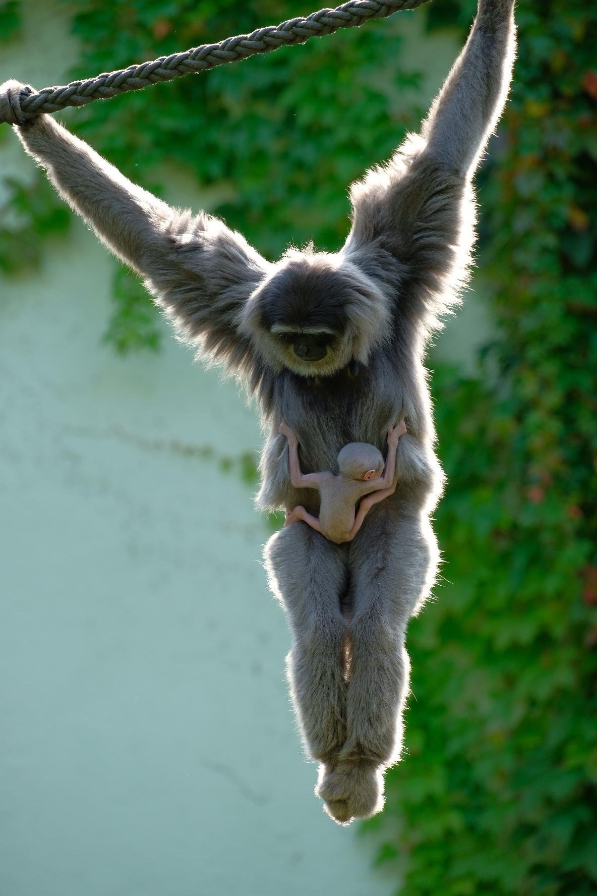 A Silvery Gibbon mother is hanging on a rope with both arms and is looking down at her baby, which is attached to her chest. The really young baby grabs the fur off the mother and is securely attached to her without needing any support. In the background there is a wall, covered by leaves.