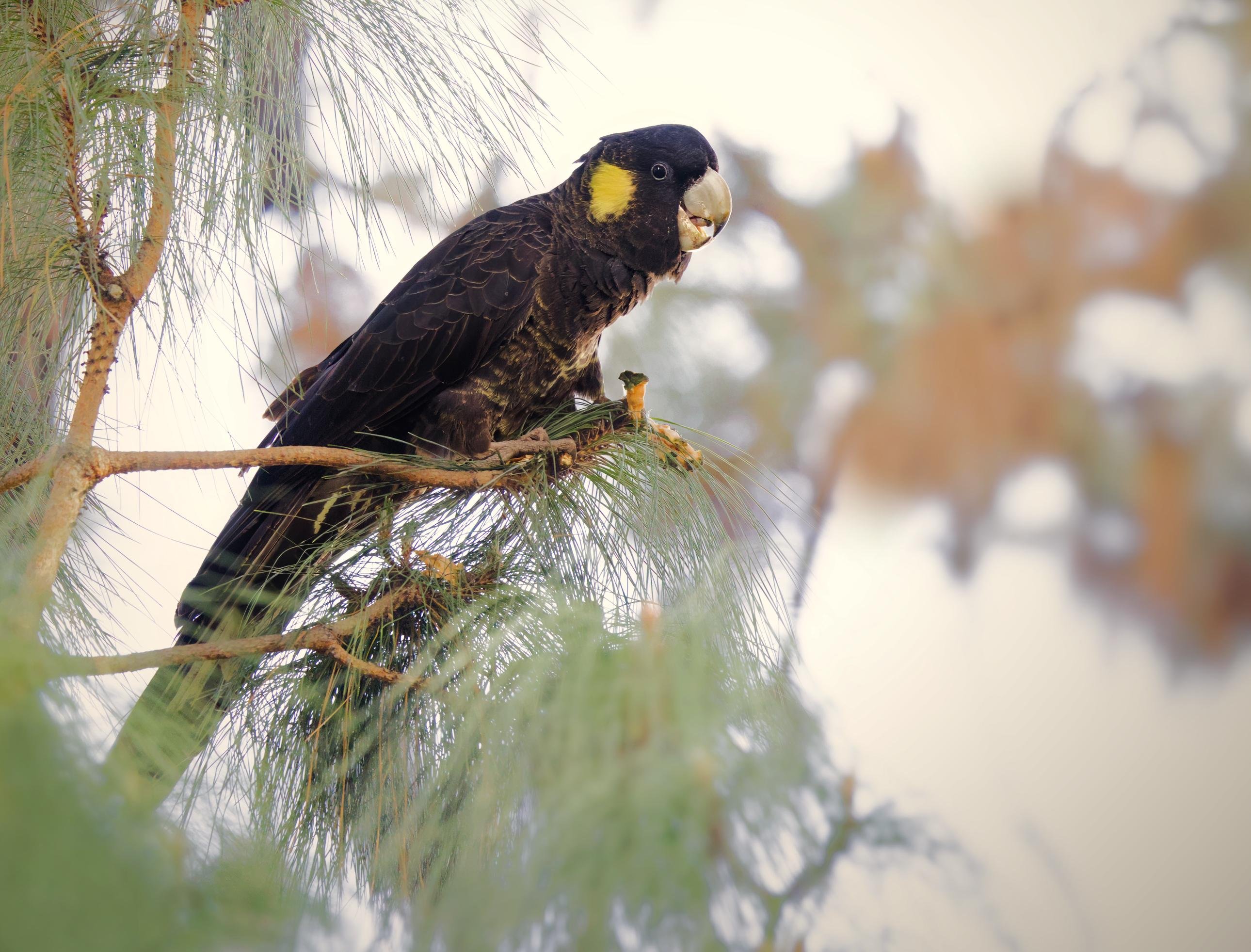 A yellow-tailed cockatoo with a pale beak and yellow cheek patch perched on a pine branch, framed by soft-focus needles and a blurred background.
