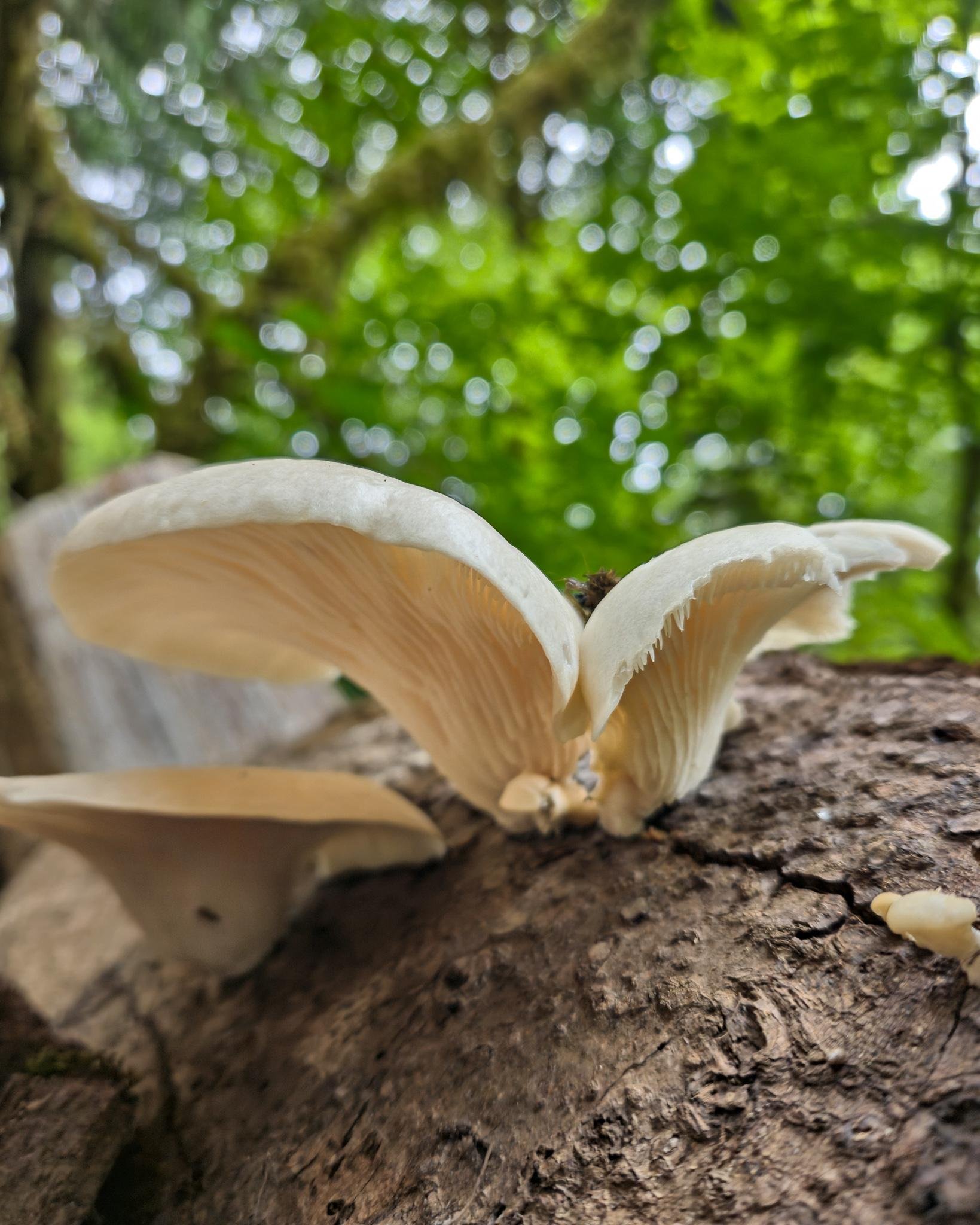 Close-up of what appears to be pale oyster mushrooms growing from a cracked log, with two large caps and visible gills in sharp focus against a blurred green forest background.