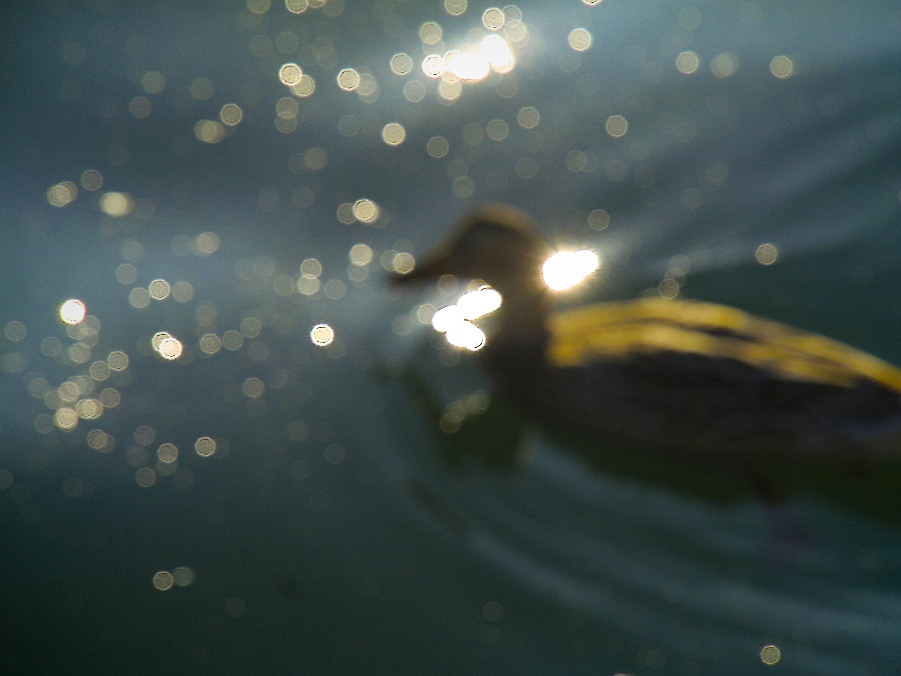 L'image est une photographie floue montrant ce qui semble être un canard nageant dans l'eau. La lumière du soleil se reflète sur l'eau, créant des effets de bokeh. Le canard n'est pas net, ce qui donne à l'image un aspect abstrait.