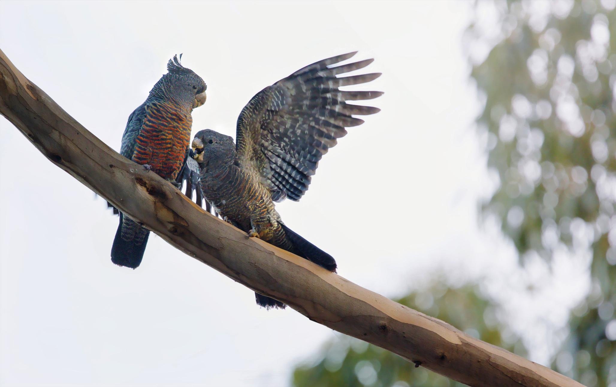Two female Ganggang, one juvenile, perched on a curved tree branch against a bright sky. One stands upright while the other faces it with one wing spread open, with blurred foliage in the background.