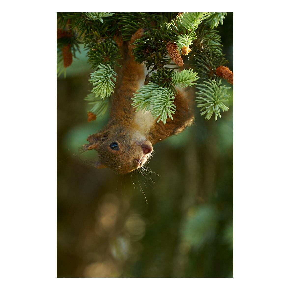 Un écureuil qui pendouille la tête en bas dans sur une branche d'un pin, avec la bouche ouverte.