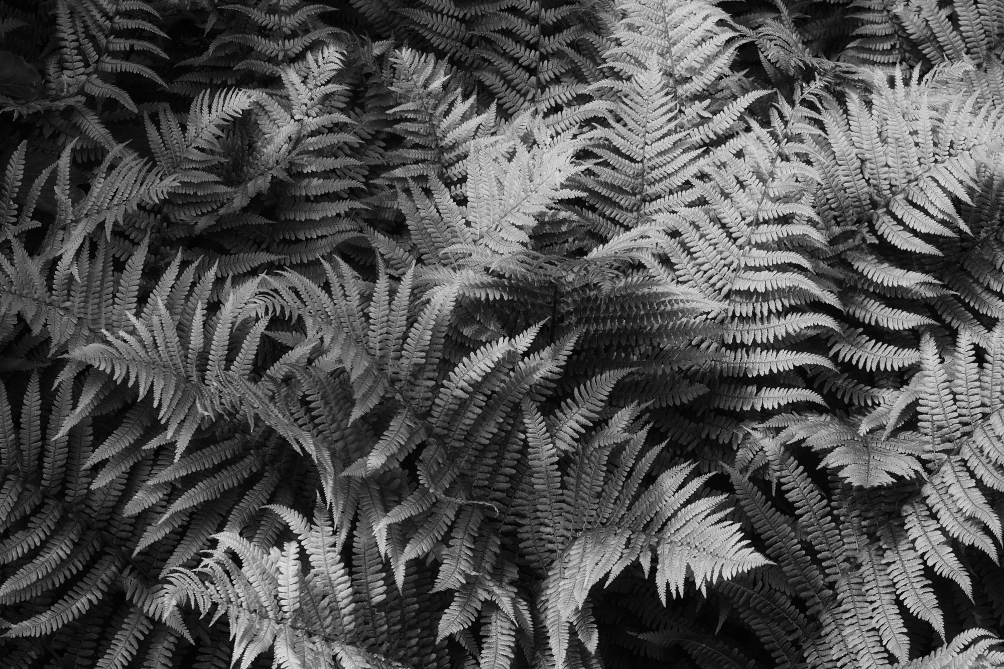 Overlapping fern fronds filling the frame, photographed in black and white with layered leaves creating dense texture and shadows.