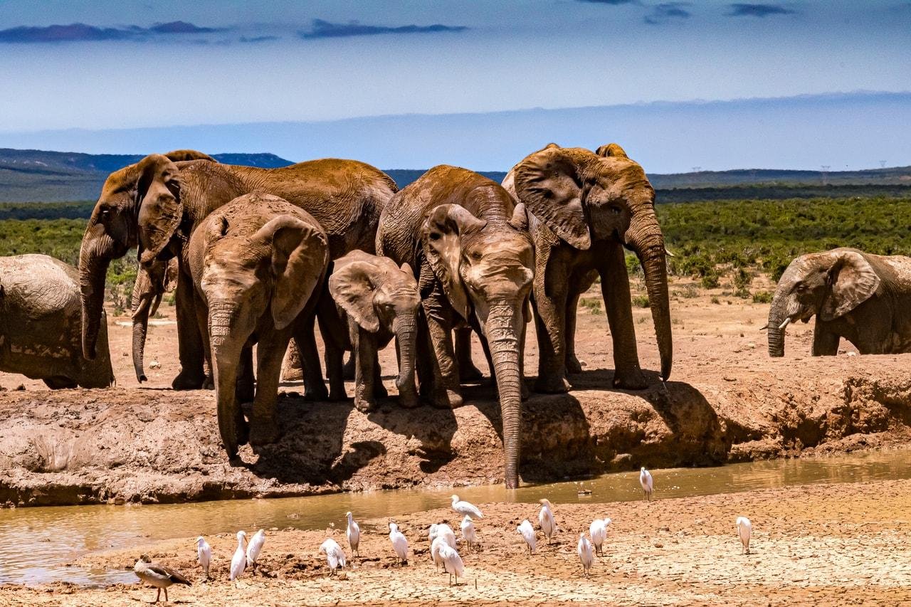 The image shows a group of elephants gathered near a watering hole in a savanna landscape. In the foreground, there are several white birds, likely egrets or similar species, walking near the water. The setting appears to be a dry, open area with sparse vegetation and distant hills under a blue sky.