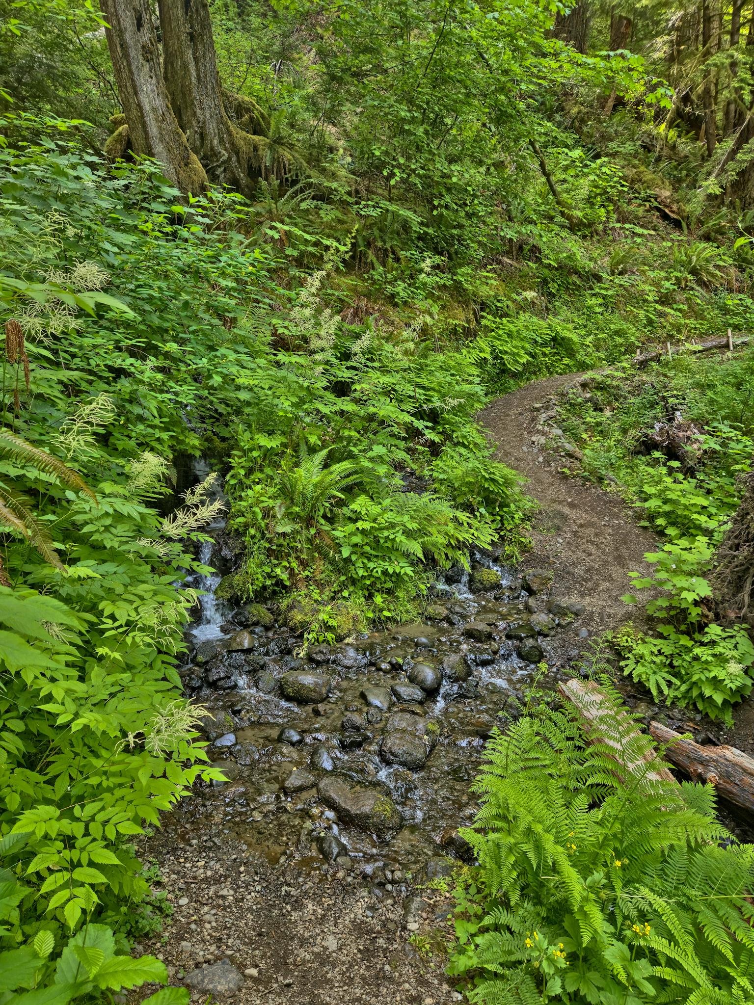 Dirt path leading through a lush green forest, bordered by ferns and dense foliage. Small stream with clear water and scattered rocks crosses the path. Large tree trunk with moss is visible on the left, with branches extending overhead. Bright sunlight filters through the canopy, highlighting various shades of green.