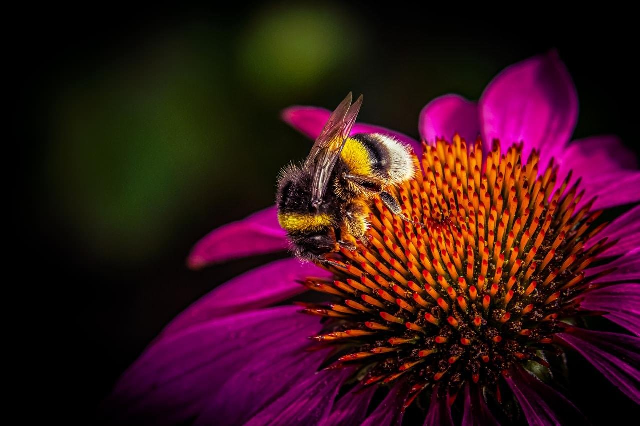 Bee on a vibrant pink coneflower, featuring a dark center with orange-tipped spikes. The bee has fuzzy black and yellow stripes and translucent wings. Dark background with soft green and pink hints.