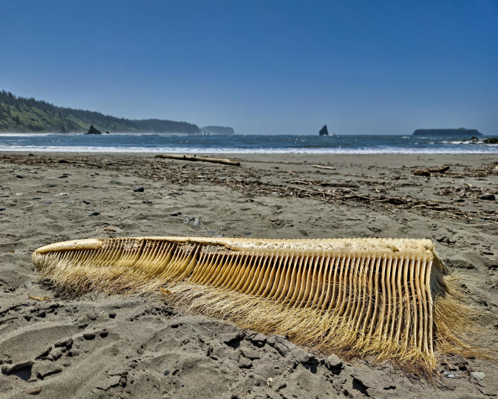 Yellow baleen whale filter on sandy beach with fine fringe, surrounded by driftwood and debris. Background features ocean waves, distant rock formations, and a forested coastline under a clear blue sky.